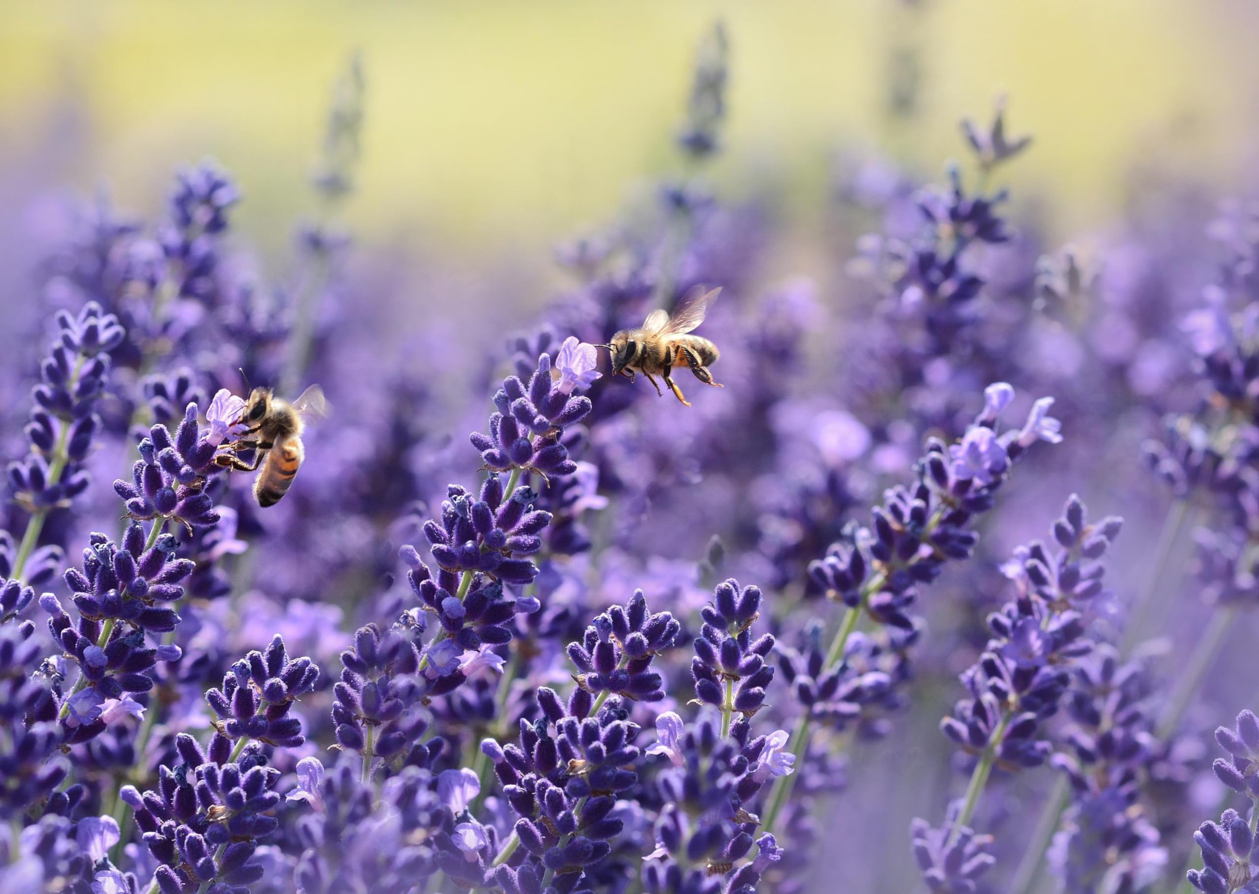 Echter Lavendel (Lavandula angustifolia) Samen. Bienenweide, Heilpflanze (20000 Samen = 20,0g)