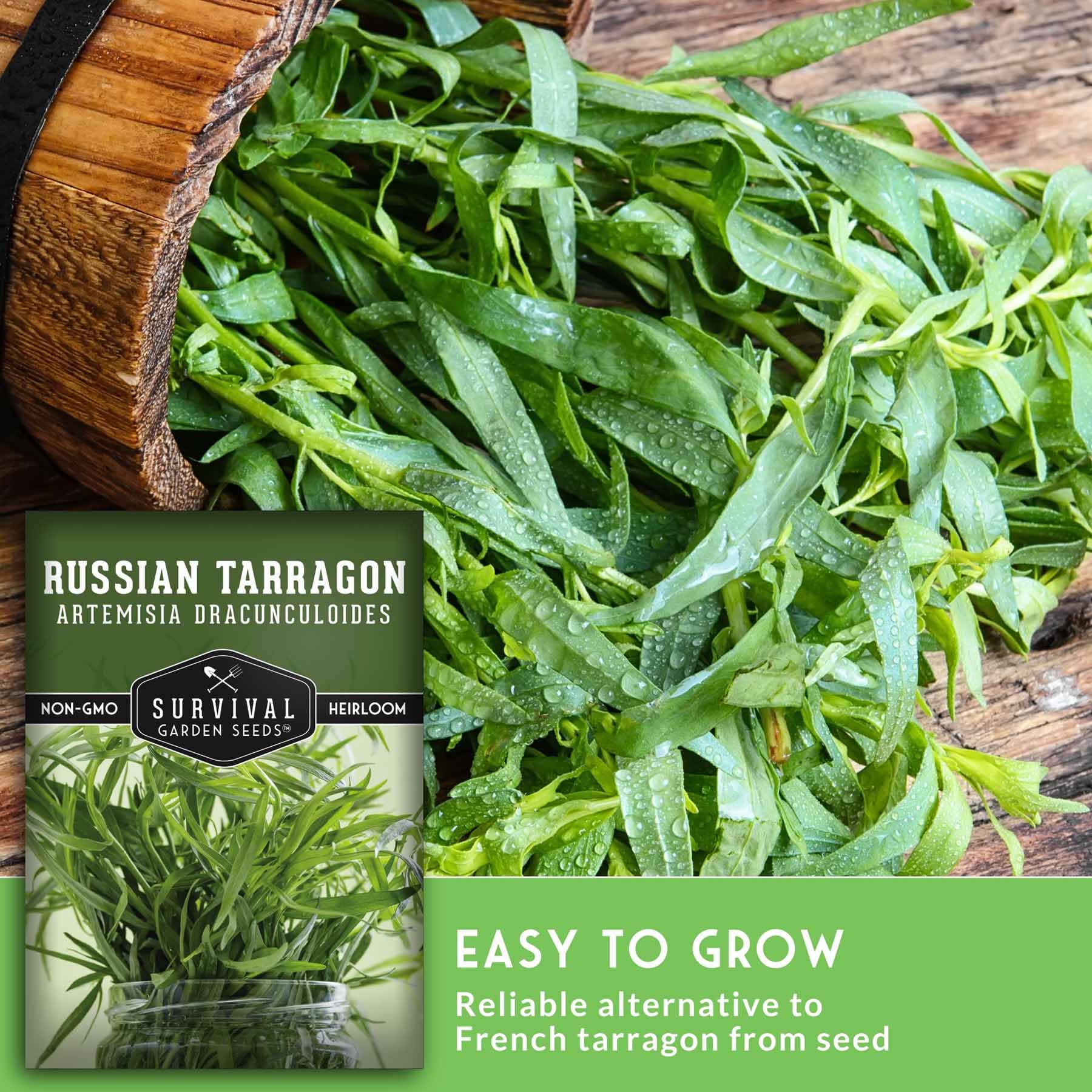 Amazon.com : Russian Tarragon Seeds for Planting - Heirloom Culinary Herb -  Non-GMO Open-Pollinated Perennial Seed for Growing - Survival Garden Seeds  (1 Pack) : Patio, Lawn & Garden