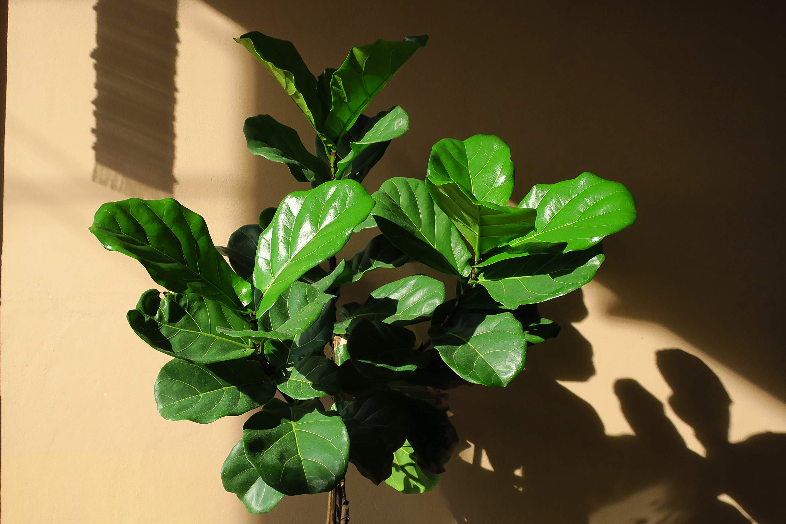 Fiddle Leaf Fig Tree Fertilizer Ficus Plant Food Improves Leaves