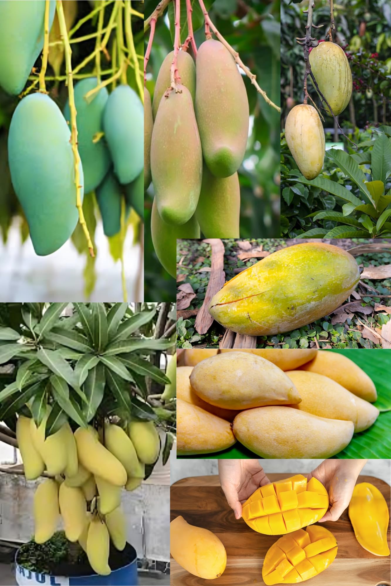 Zxxyanbi Rare(Combo-2)Live Thai Sweet Banana Mango Fruit Plant