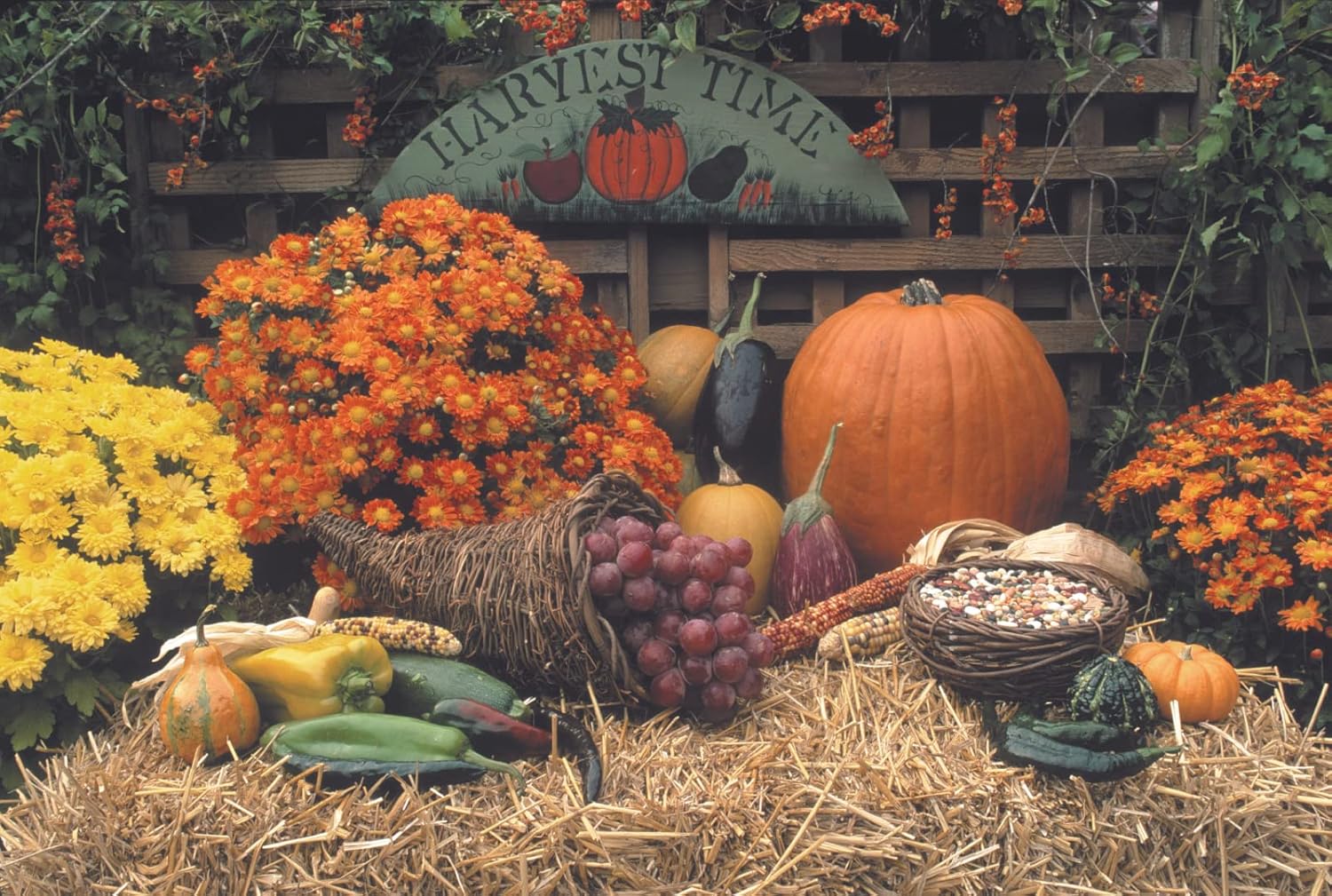 Thanksgiving Greeting Cards (Harvest Display), 5x7 Inches, 25 Cards & 26 White with Gold Foil Lined Envelopes (HT100)