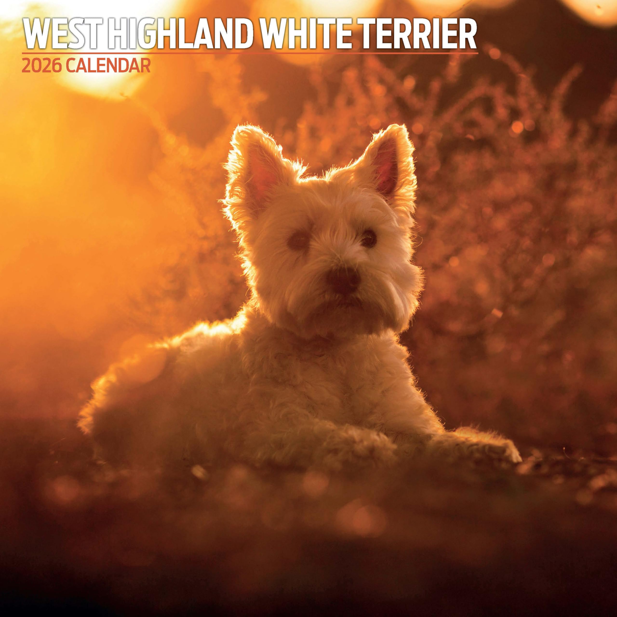 West Highland White 2026 Traditional Calendar