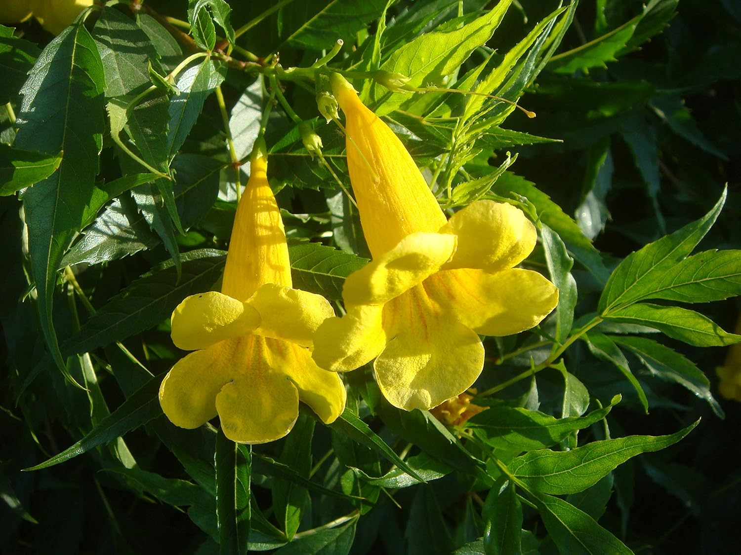 Indian Stans, yellow bell flower seeds,Yellow Color Flower Tree