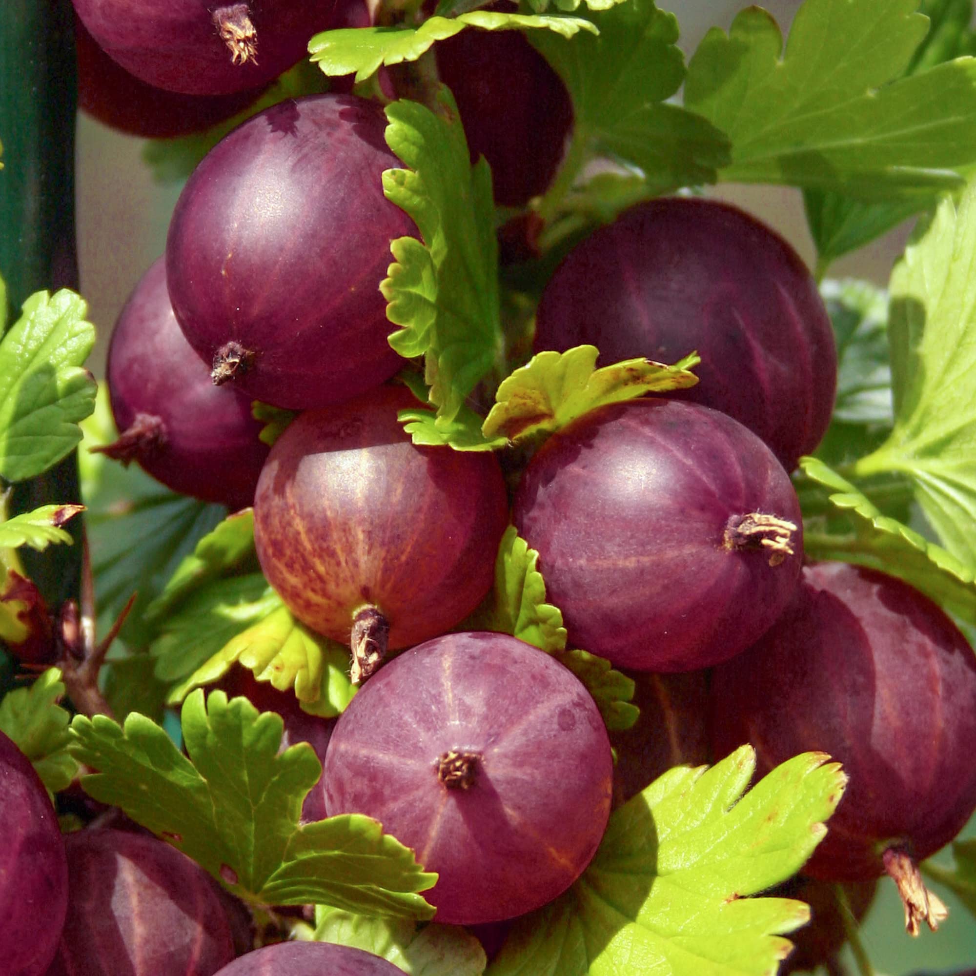 Gooseberry Plants Ribes Uva Crispa Captivator | Plants Outdoor Garden Ready Hardy Shrubs Bush | Juicy Fruit Trees for the Garden UK in 9cm Plant Pot (20-30cm Incl. Pot)