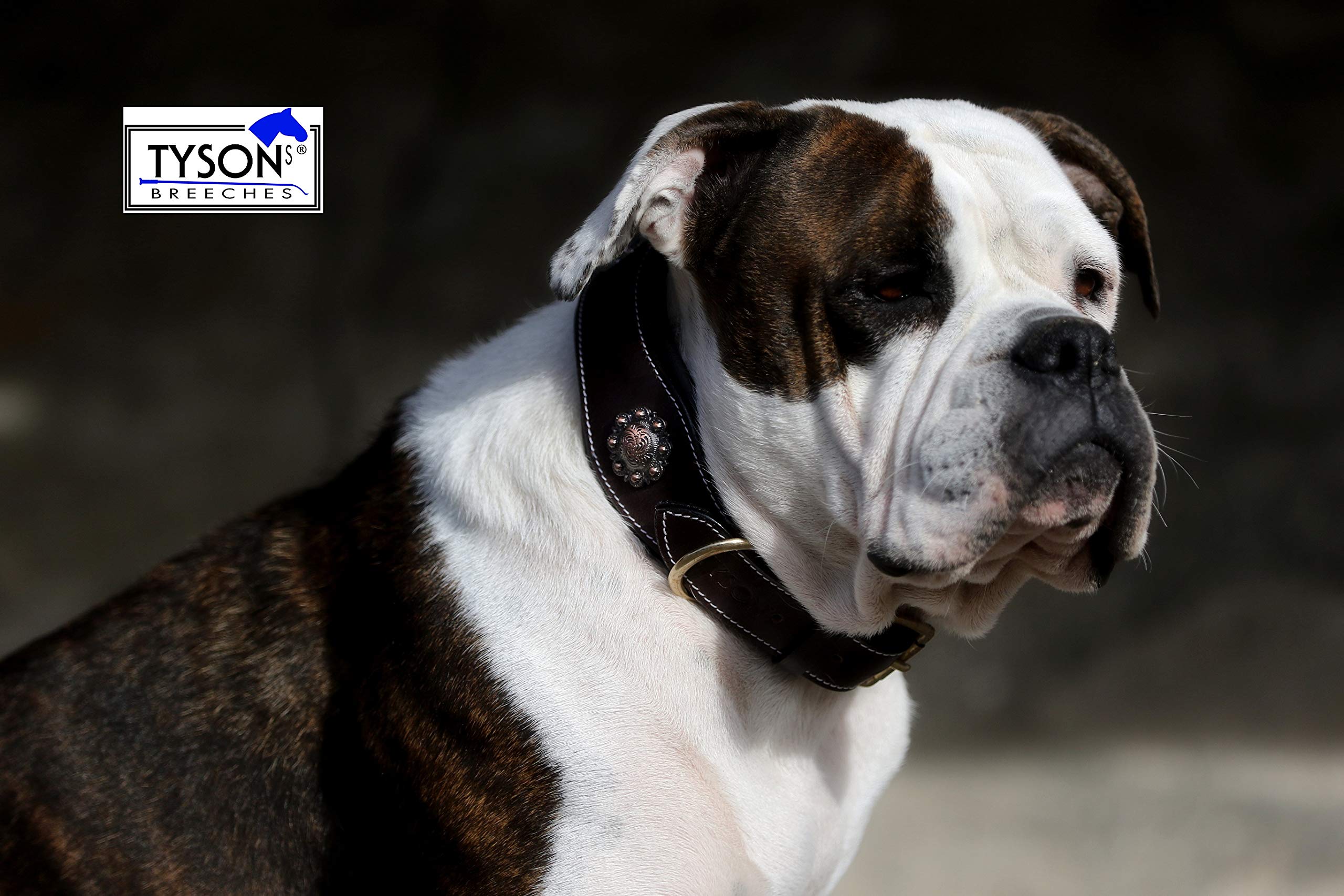 Tysons Breeches Hundehalsband Leder ‚Wave‘ – Schwarz, Wellenförmig Mit Sonnen-Conchos | Größe L/XL, Weich Unterlegt, Fest Vernäht