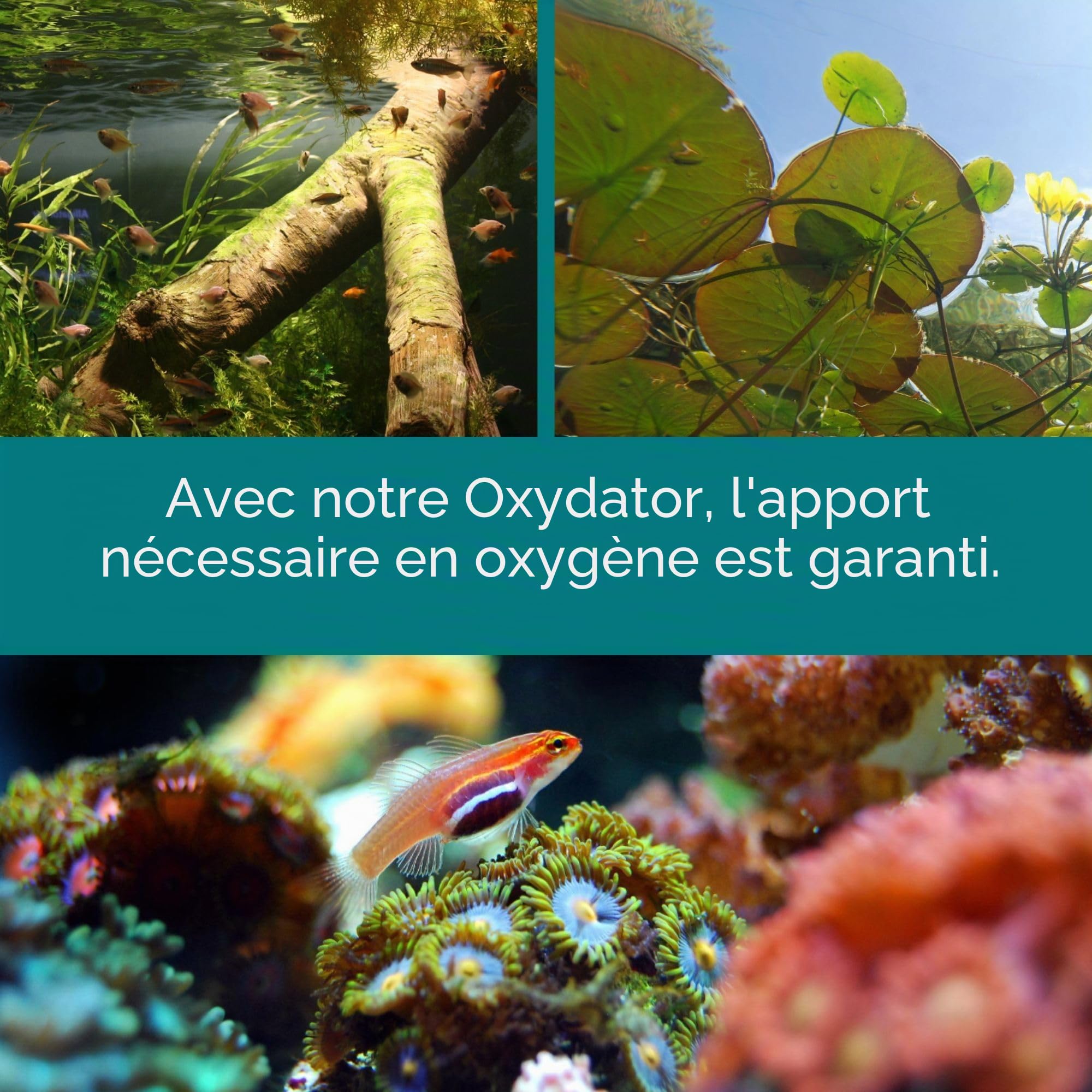 Oxydator A Pompe à Air pour Aquariophilie