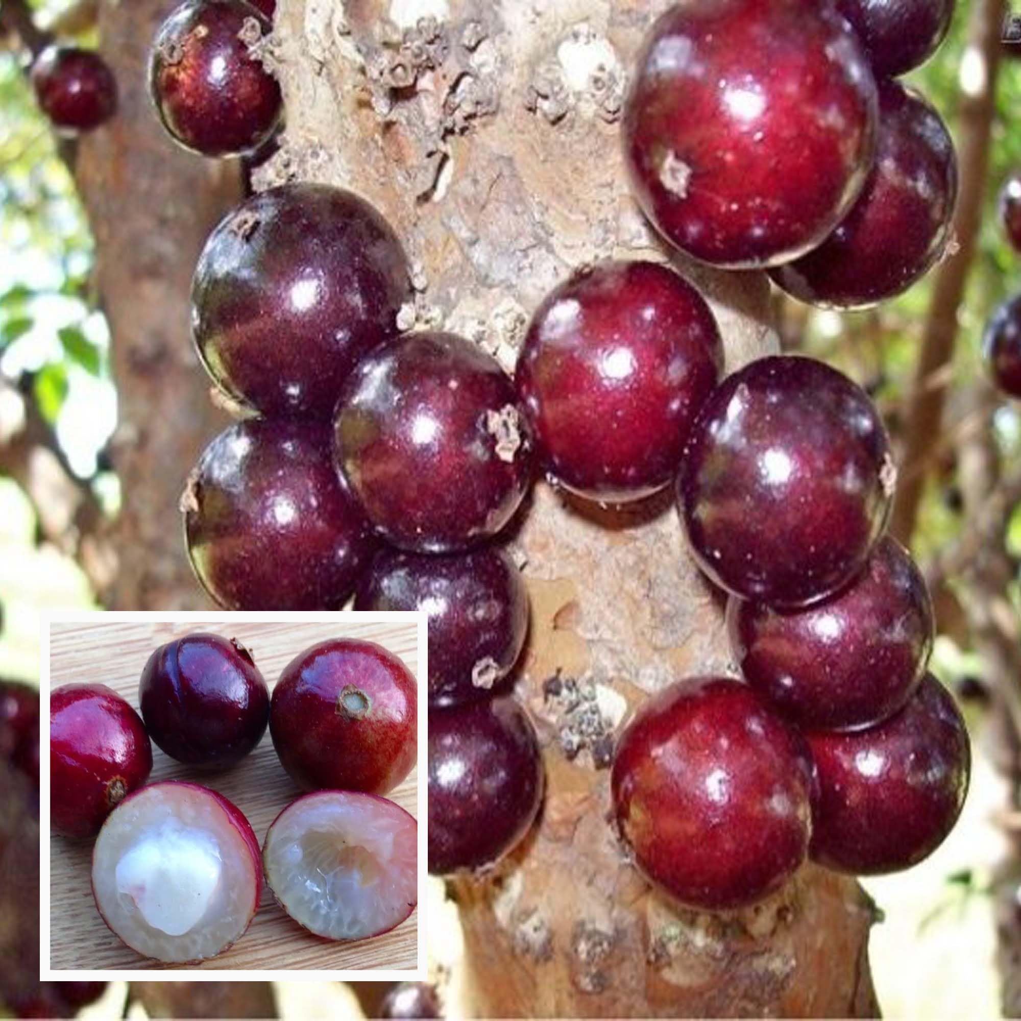 HAPING Escarlate Jabuticaba Fruit Live Plant (1.5-3 Feet Height) (B0D5VRCXG1) Amazon Price History, Amazon Price Tracker