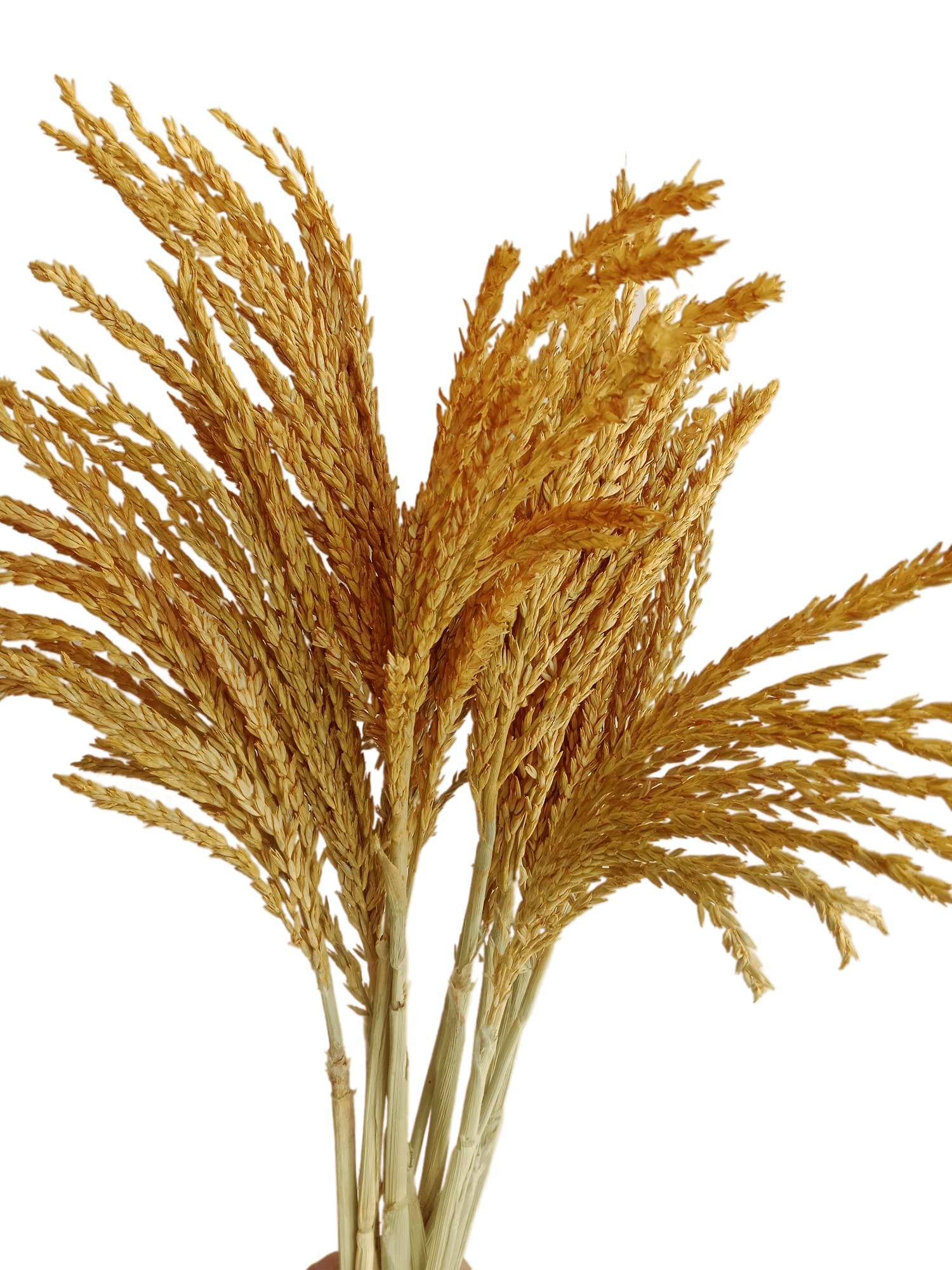 RUKDA® Dried Flower Sheaves for Decoration || Golden Maize Stalks Dry Grass Bouquet (10pcs)
