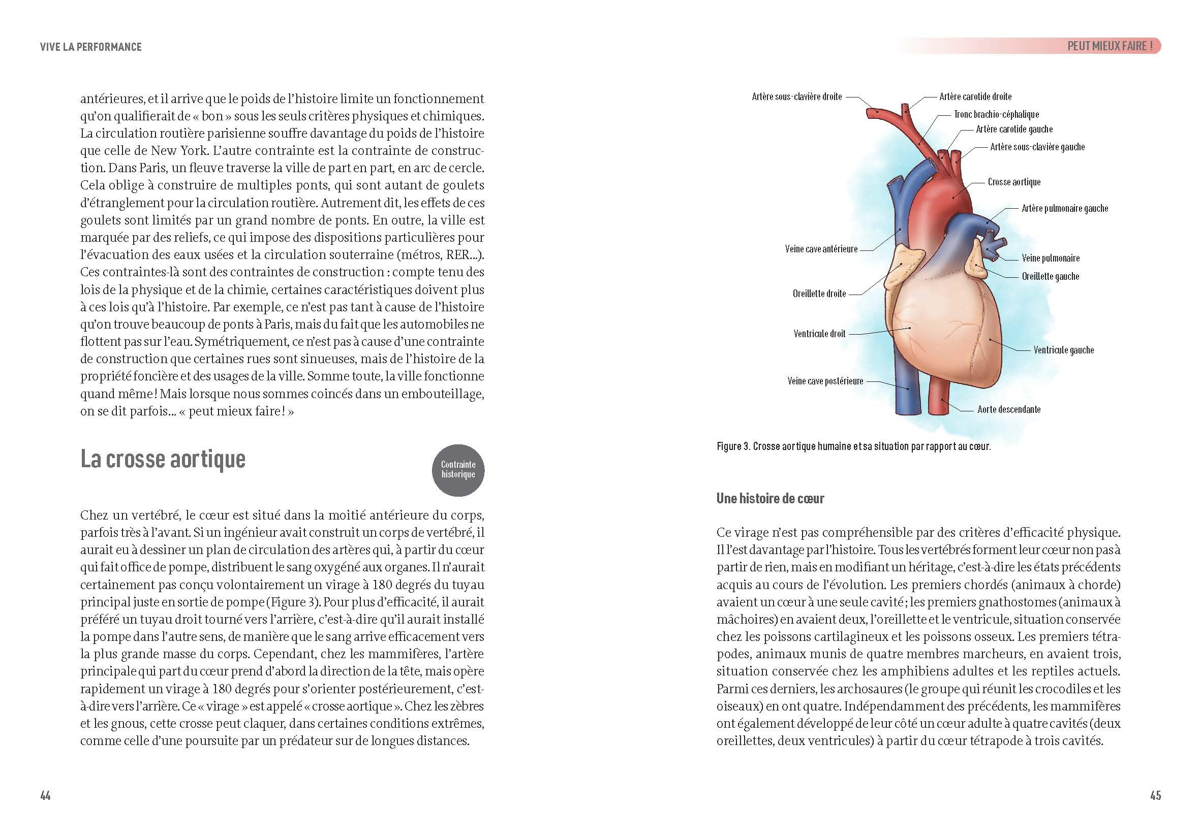 Petit traité d'anatomie superflue: l'évolution à travers notre corps
