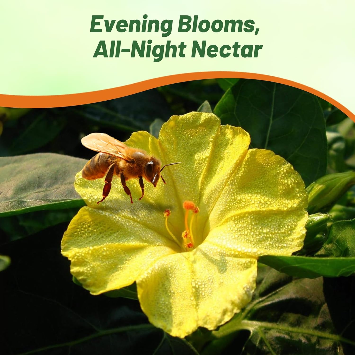 Outsidepride Yellow Four O'clock Flower Seeds - 1 lb Perennial Fragrant, Trumpet-Shaped Blooms, Deer-Proof & Easy to Grow, for Pollinator & Evening Gardens, Containers, Hedges, or Borders