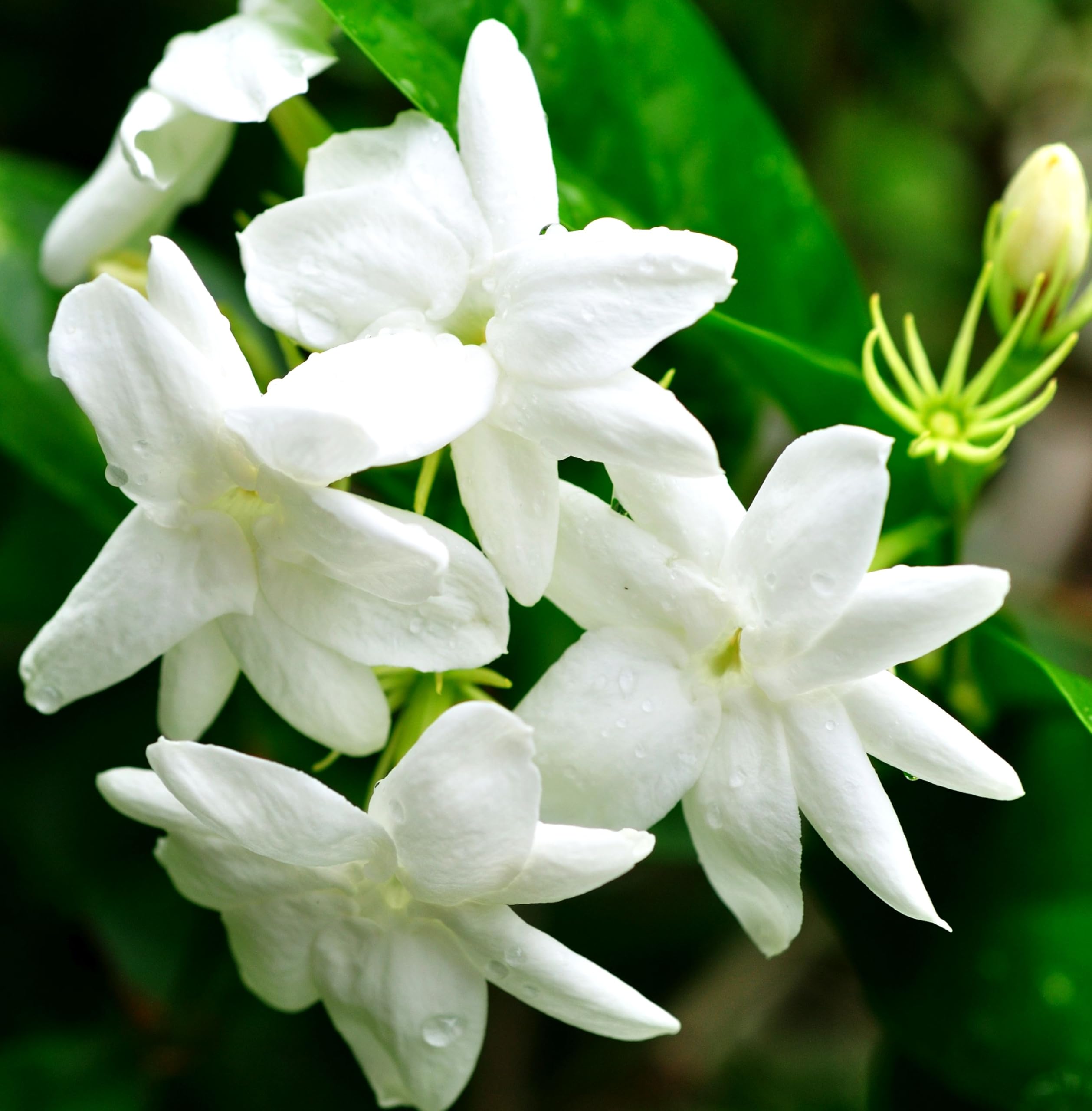 Amazon.com : Jasmine Flower Seeds Fragrant Garden Plant Seed Home