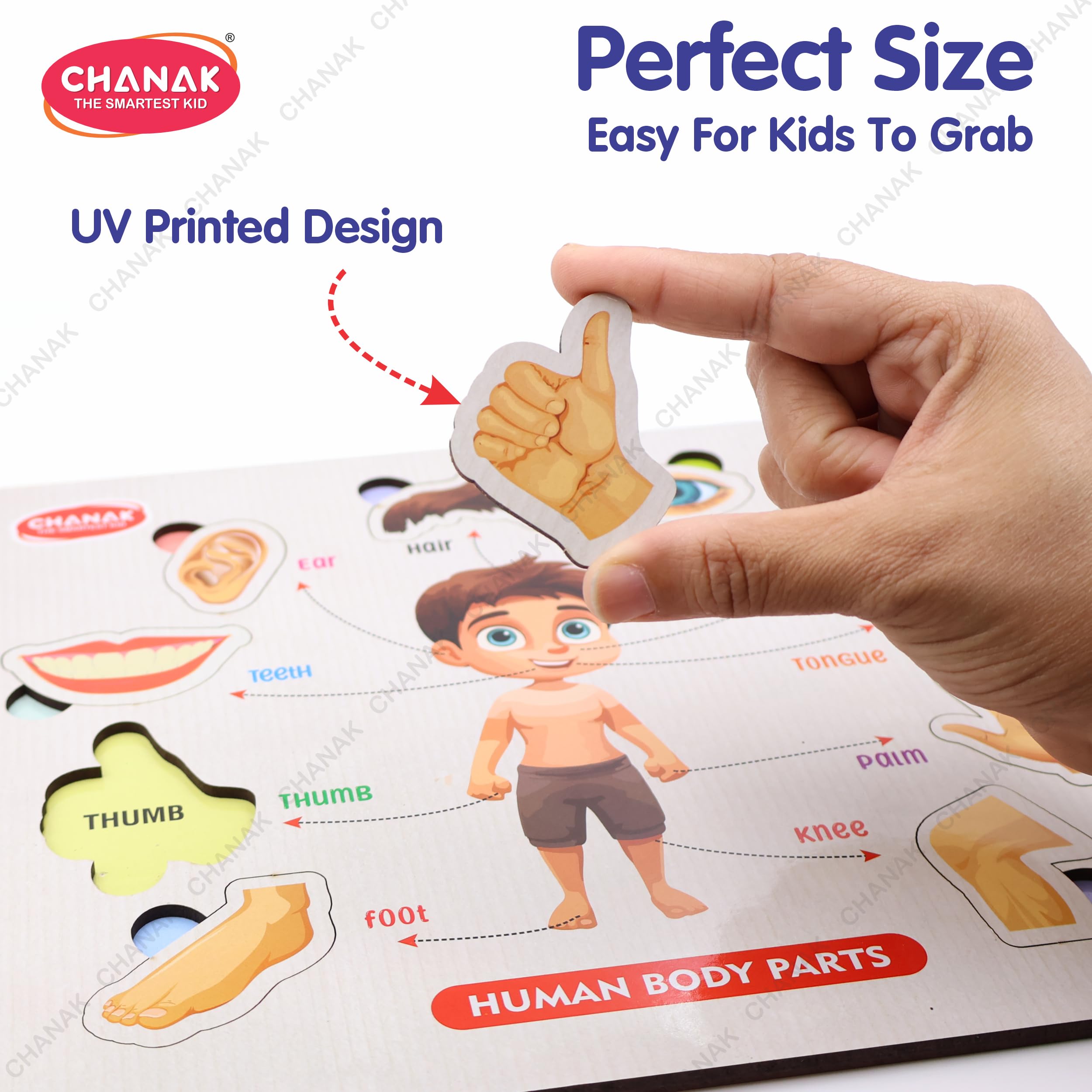 Chanak Wooden Human Body Parts Puzzle with Picture Educational 10 Piece Anatomy Board for Kids Montessori Learning Puzzle for Toddlers & Preschoolers, Nursery and Kindergarten Age Above 2+ Years - Image 4 thumbnail