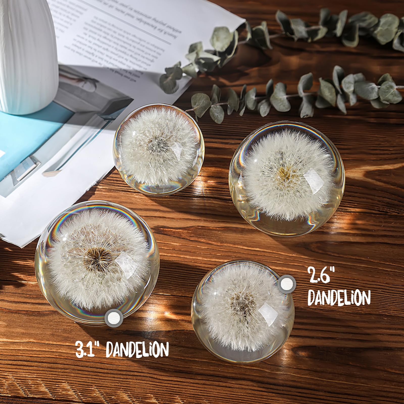 Pisapapeles de cristal con diseño de diente de león, diseño de diente de león preservado, símbolo de esperanza, suerte y nuevo comienzo, regalo con caja y tarjeta (80 mm)