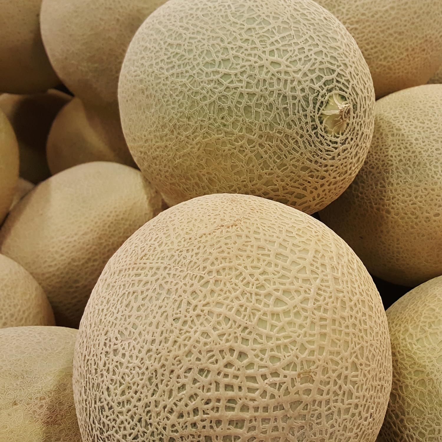Frische Kontor | Galia-Melone | Galiamelone | Zuckermelone | aromatisch-duftend, grün, süß und erfrischend