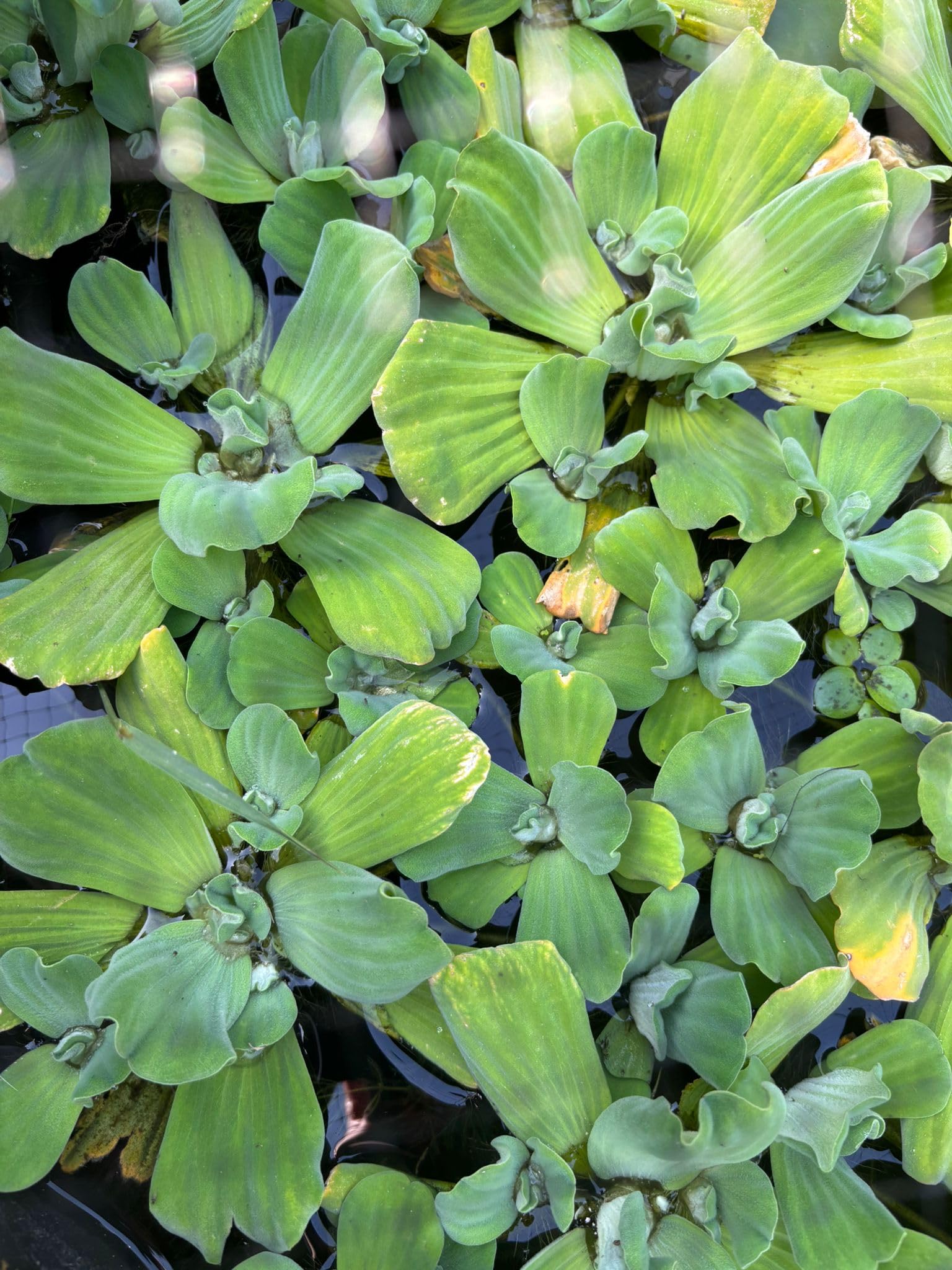 Quality Water Lettuce Large Floating Pond Plant Pistia Stratiotes UK- Plant Passport - A - Pistia - B - 154553 - C - Lettuce - D - GB (3)