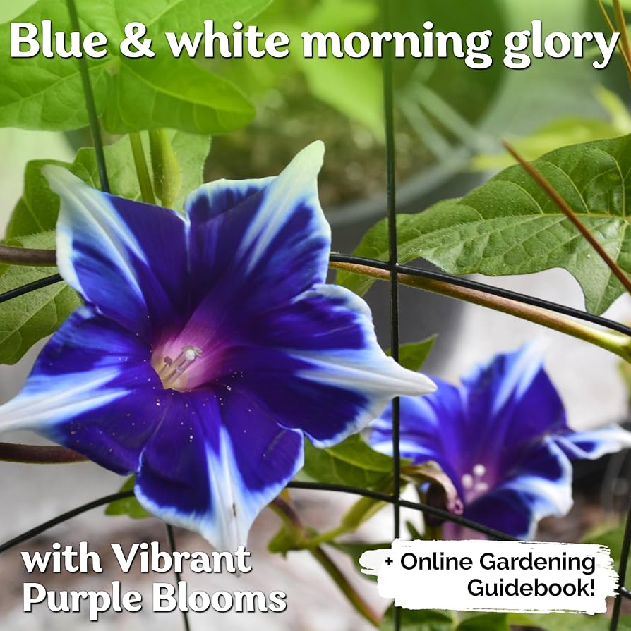 Amazon.com : KVITER 100 Blue & White Morning Glory Seeds