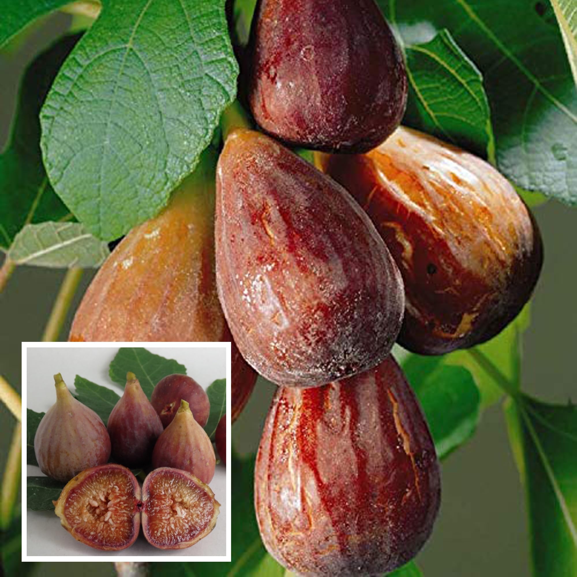 TAPOBON Brown Turkey Fig Anjeer Layering/Grafted Fruit Live Plant (1-2Feet Height) (B0CLX9G387) Amazon Price History, Amazon Price Tracker