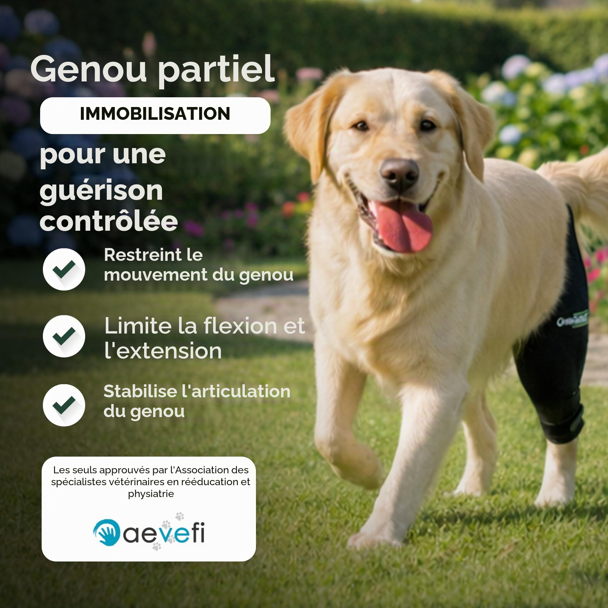 Ortocanis - Attelle Chien - Immobilisateur Genou pour Blessure - Rupture Ligament - Luxation Rotule - Patte Gauche - Taille L
