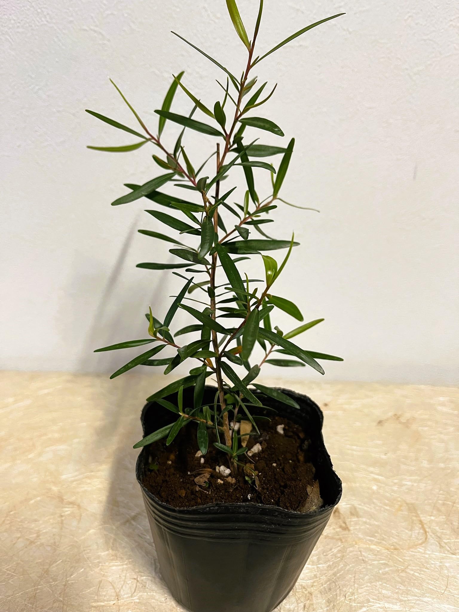 ティートゥリーユーカリプタス z77000000_0.jpg