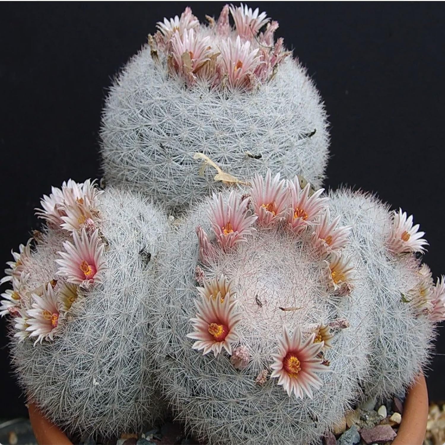 Amazon.com : Snowball Cactus (Mammillaria Candida) - Live Plant - Snowy  White Spines - Pale Pink or Yellow Flowers : Patio, Lawn & Garden