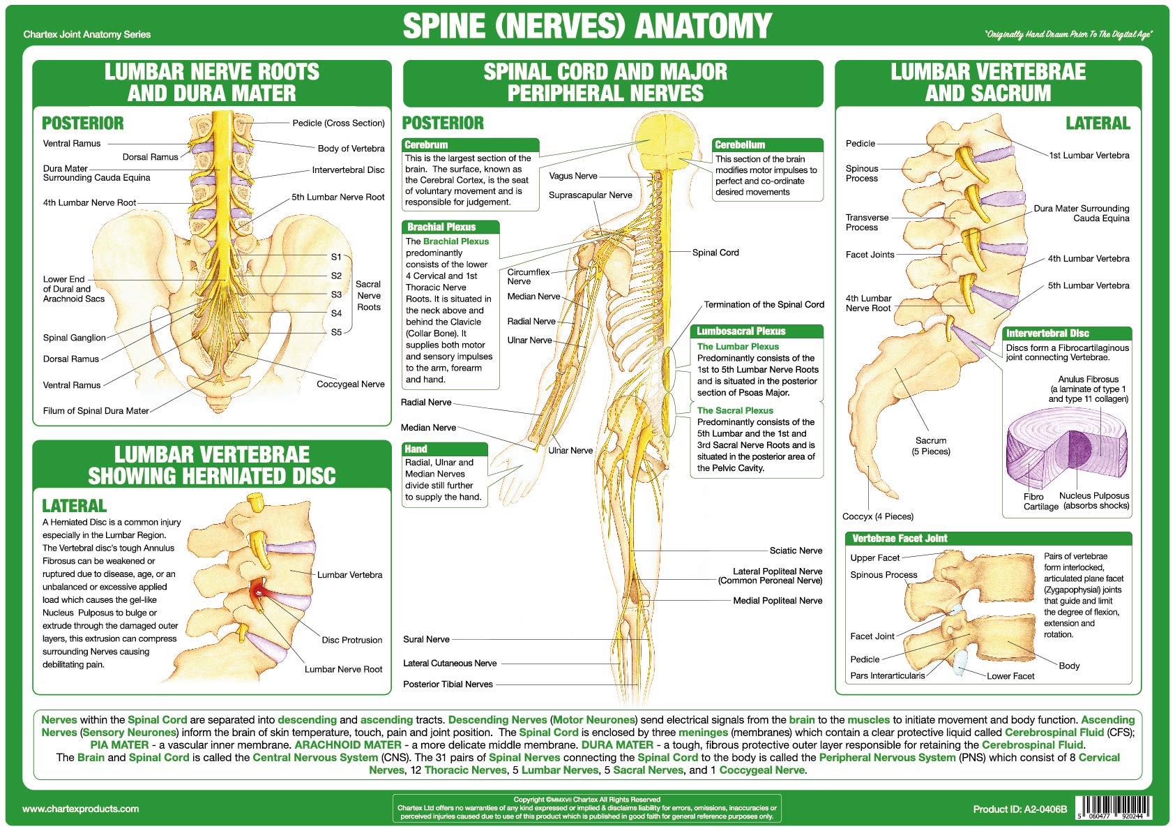 Chartex Joint Anatomy Charts | Musculoskeletal Posters | Muscles, Bones, Ligaments, Tendons | Human Body Anatomy (A2 Paper Format, Spine Nerves)