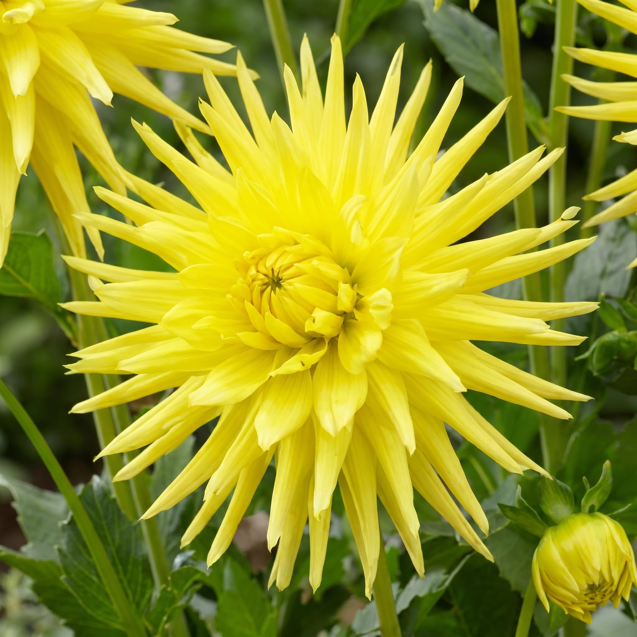 Dahlien Knollen - 5 Zwiebeln - Kaktus Dahlie Gelb Blumenzwiebeln - Echte  Pflanzen aus Holland - Fr Garten, Tpfe und Balkon (kein Samen, nicht  knstlich, nicht winterhart) : Amazon.de: Garten