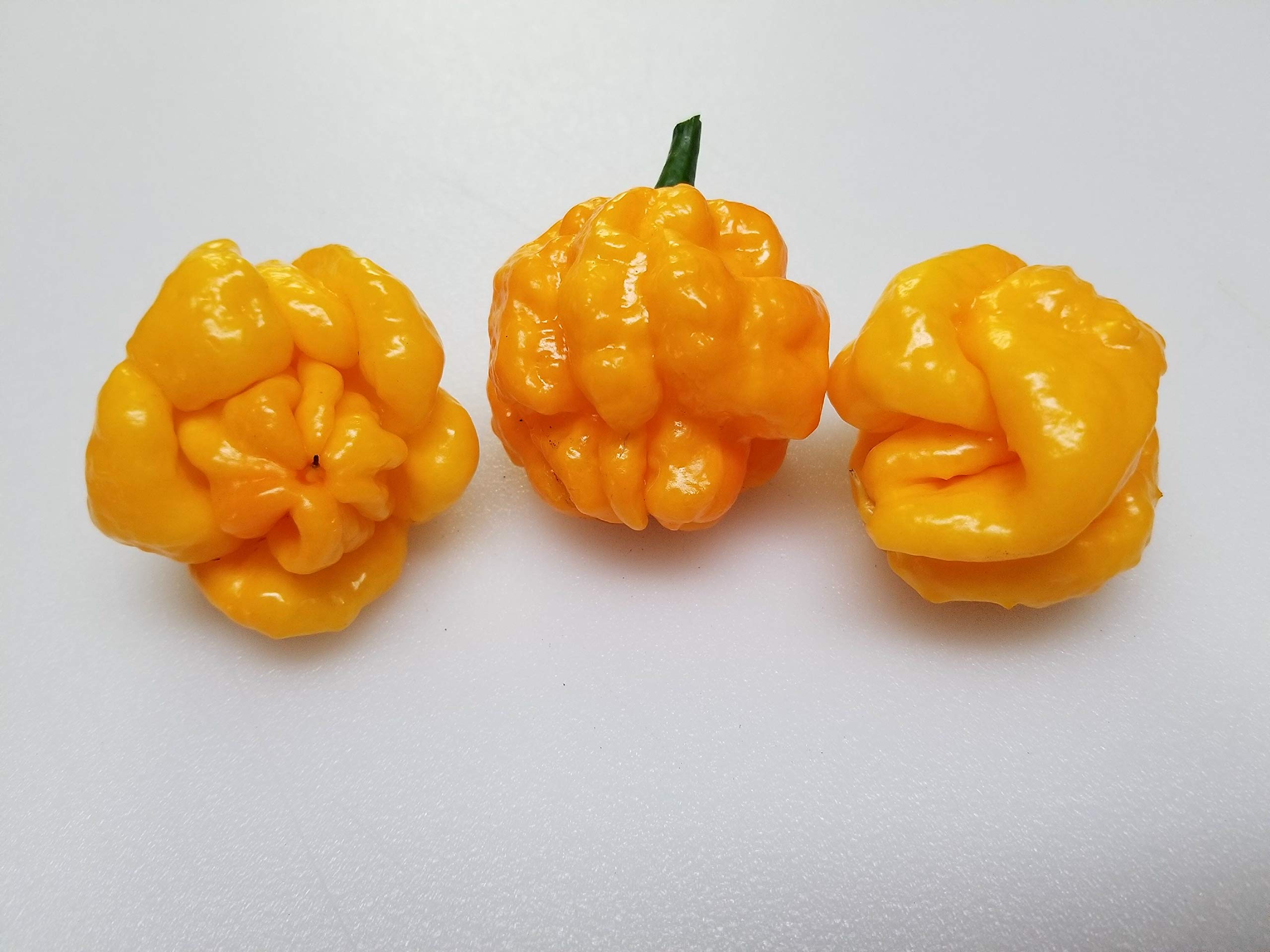 Scotch Bonnet Pepper Plants Combo
