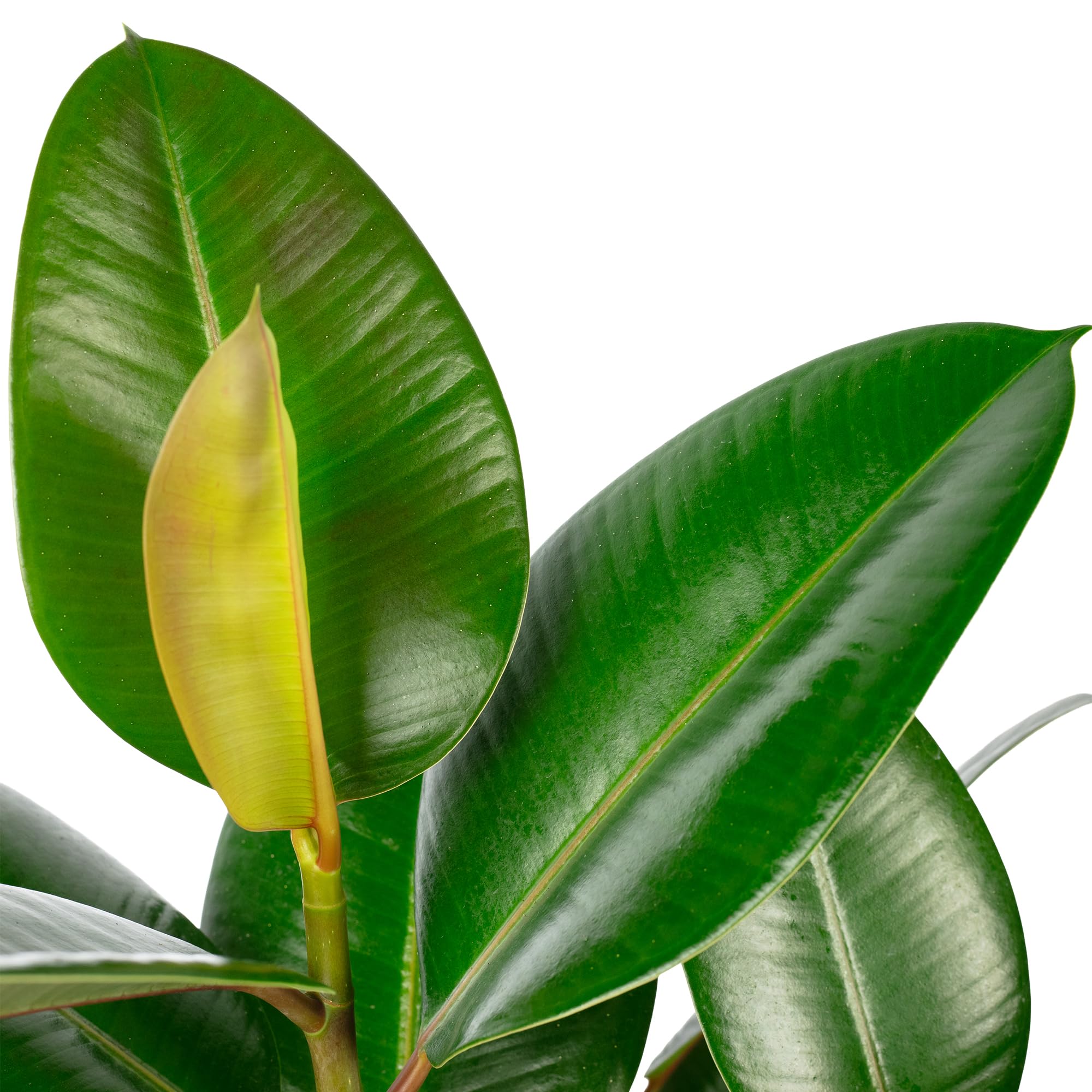 Gummibaum verzweigt - pflegeleichte Zimmerpflanze, Ficus elastica 'Robusta' - Höhe ca. 50 cm, Topf-Ø 17 cm