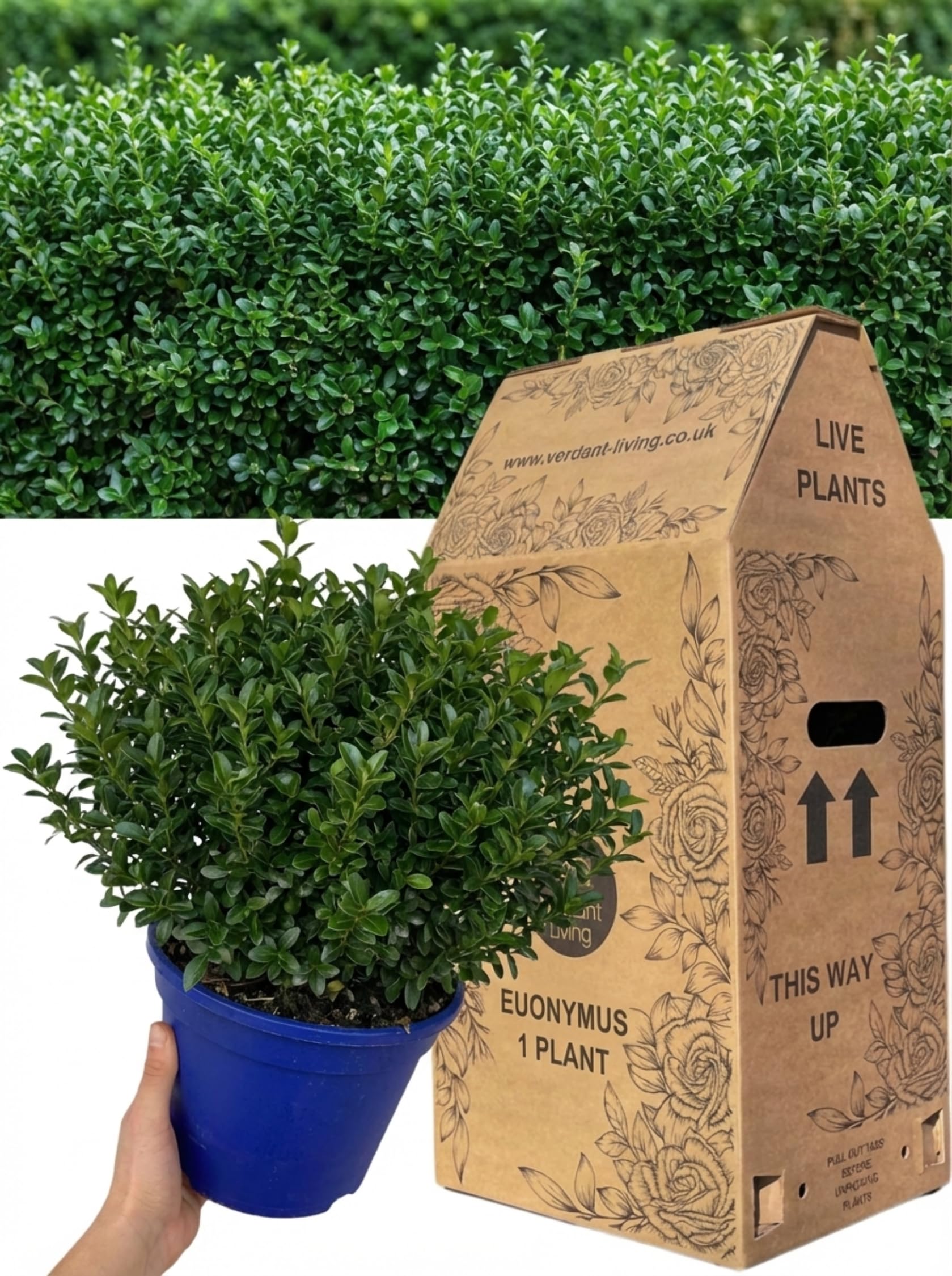 Euonymus Microphyllus Plant in 7.5Ltr Pot – Established Evergreen Shrub for Garden, Hedge, Screening, Borders & Patio – Hardy Perennial, Low Maintenance, Compact, Year Round Interest, UK Grown