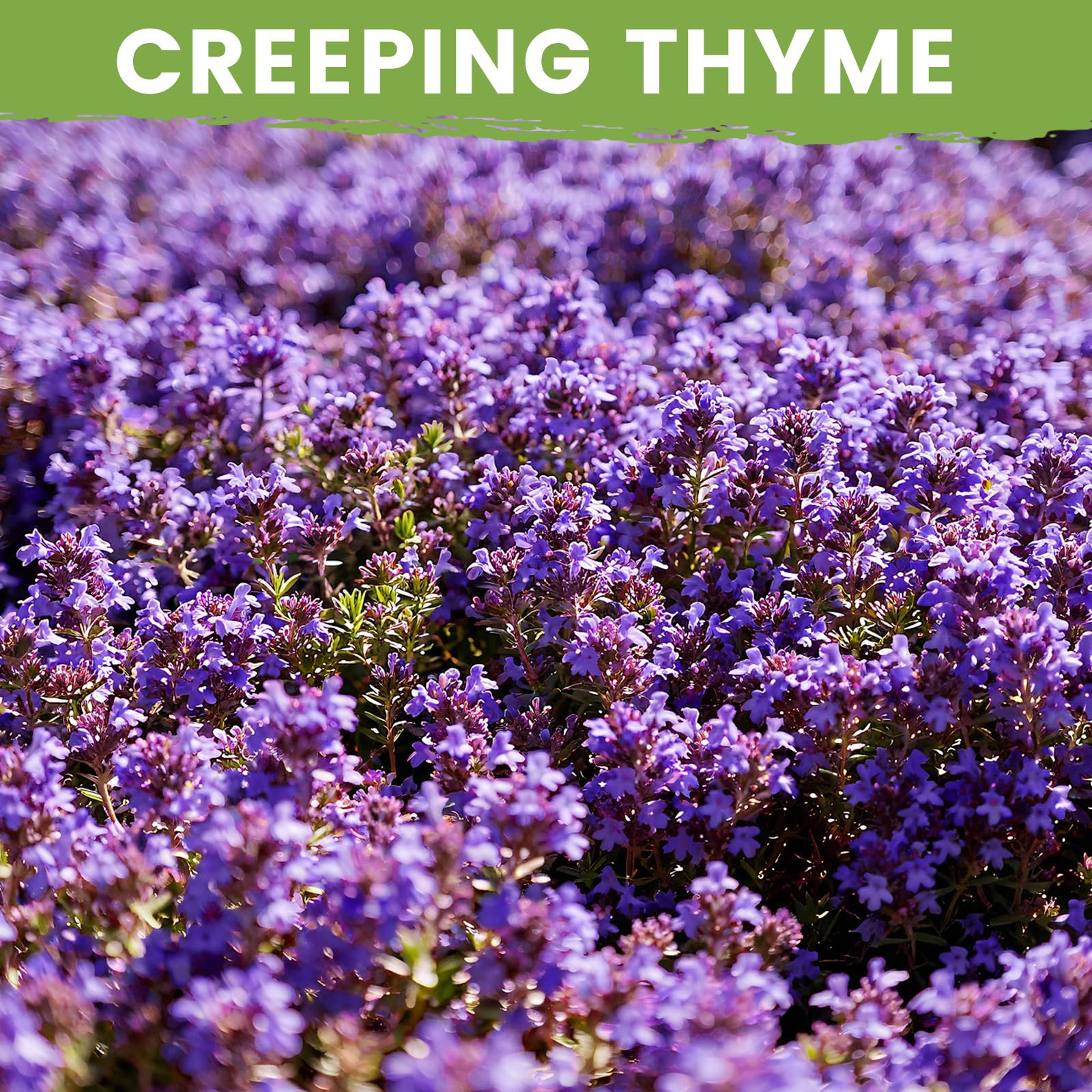 20000+ Purple Creeping Thyme Seeds for Planting - Perennial Ground Cover, Heirloom Non-GMO Thymus Serpyllum, Fragrant Flowers for Lawn Replacement, Walkways & Backyard — view 2