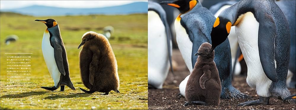 笑う動物たち 笑う動物たち 動物たちのしあわせの瞬間 BORN TO BE HAPPY