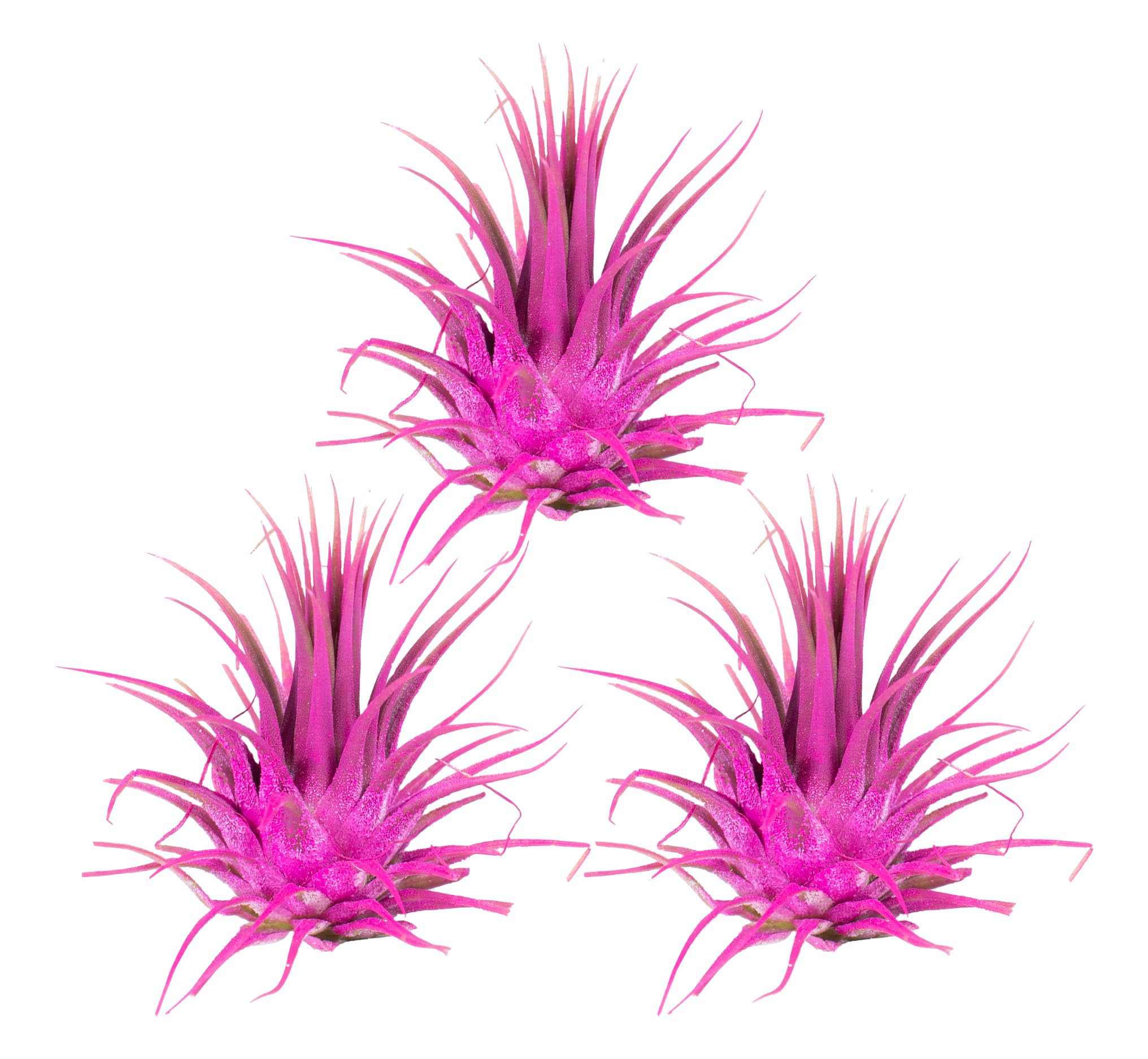 Amazon.com : Air Plants - Tillandsia Ionantha - Organically