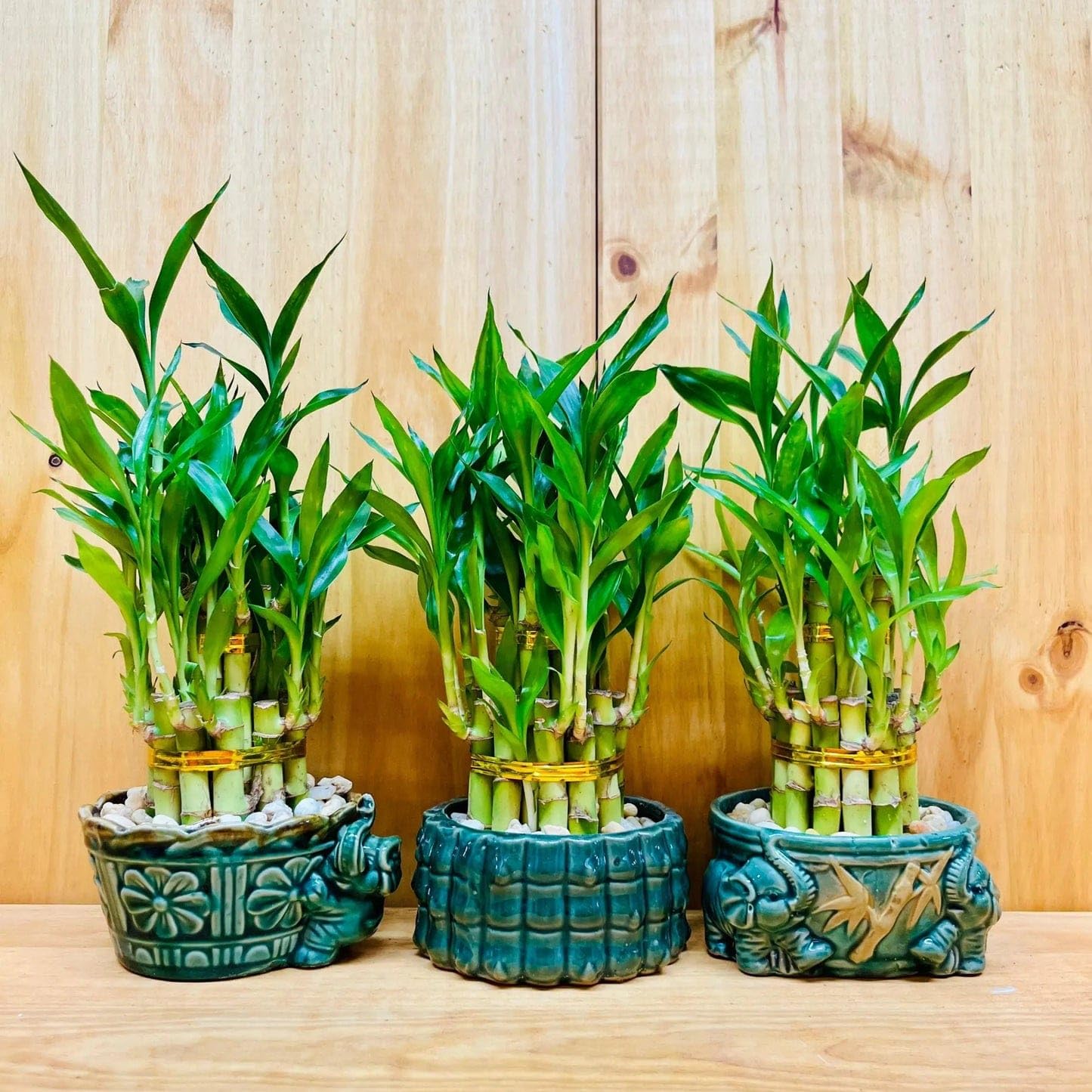 Live Lucky Bamboo Plant in Decorative Ceramic Pot, Feng Shui Home Decor, Pack of 1-image-49