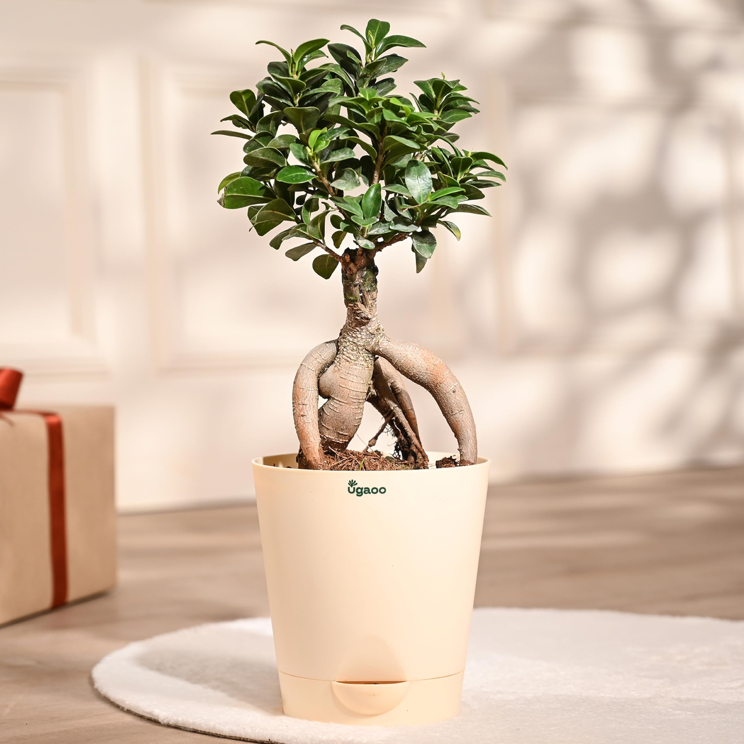 Ugaoo Ficus Bonsai Live Plant for Home Indoor with Self Watering Pot