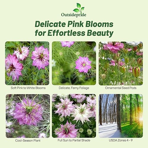 Miniatura 7 de Outsidepride Nigella Marbles Love-in-a-Mist Plantas de flores de jardín - 1000 semillas