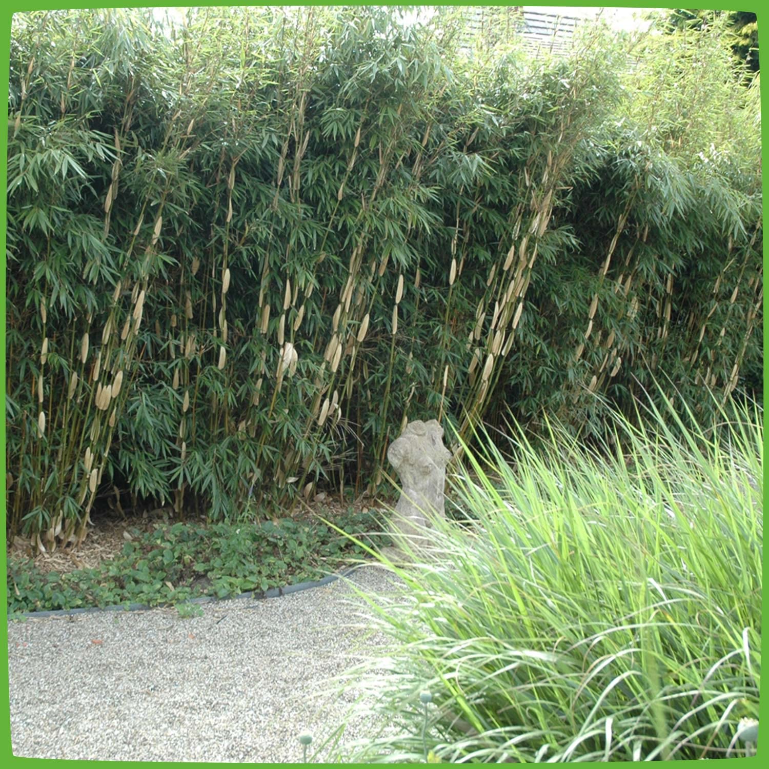 Horstbildender Bambus "Pingwu" (Fargesia robusta) - Winterharte Bambus-Pflanze  ohne Auslufer von Garten Schlter : Amazon.de: Garten