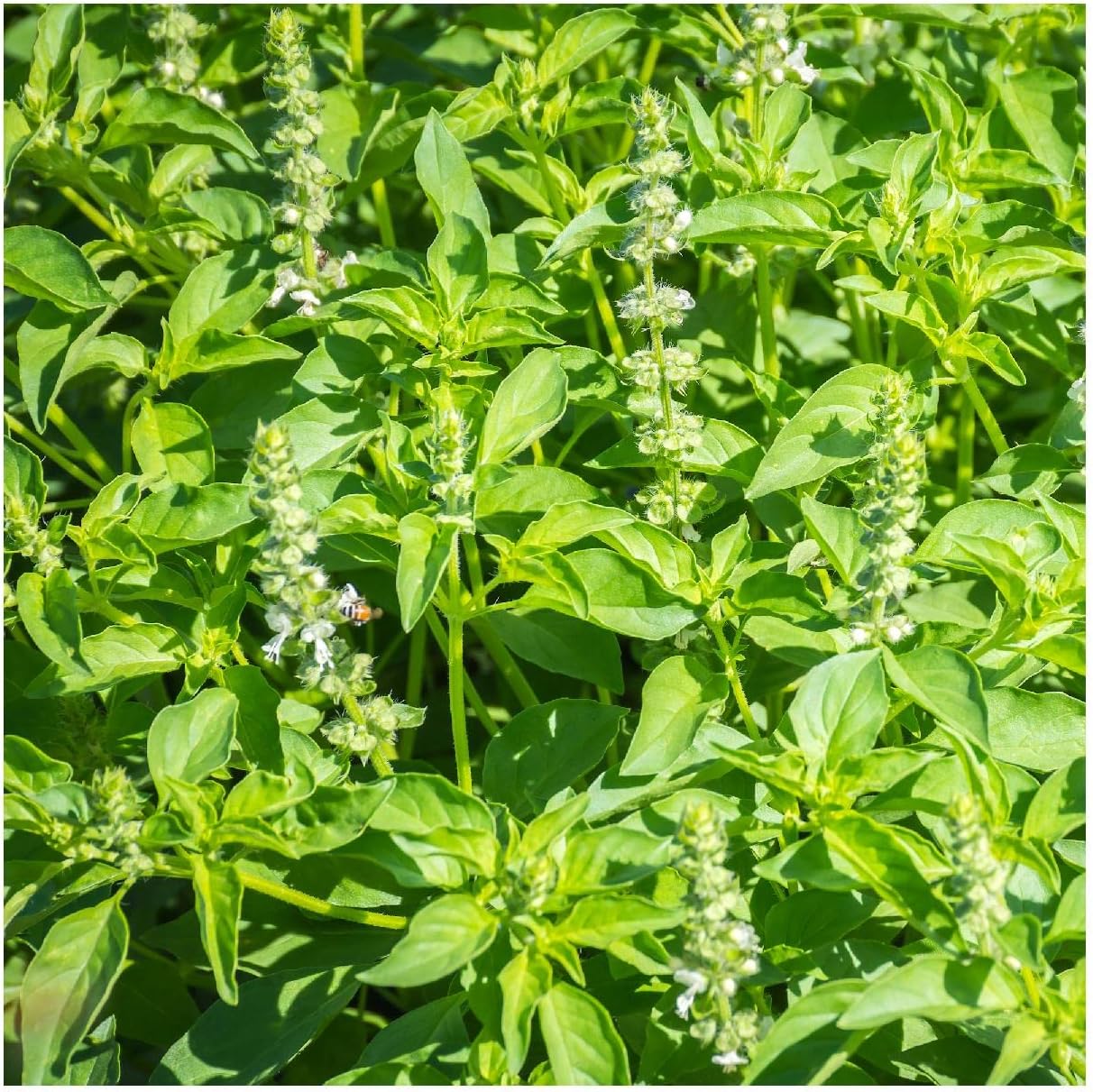 Everwilde Farms - 1 Lb Lemon Basil Herb Seeds - Gold Vault