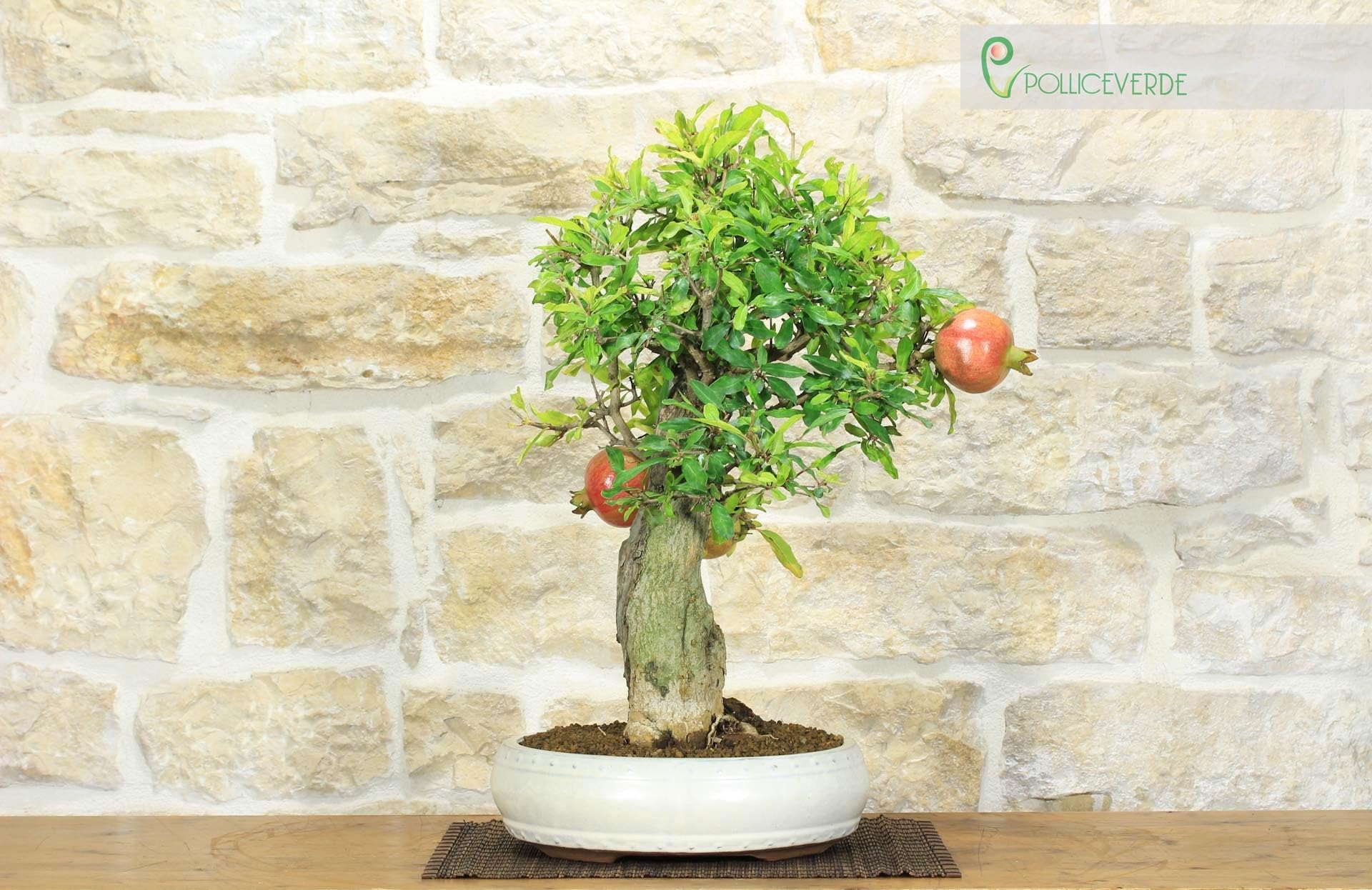 Bonsai di Melograno (136)