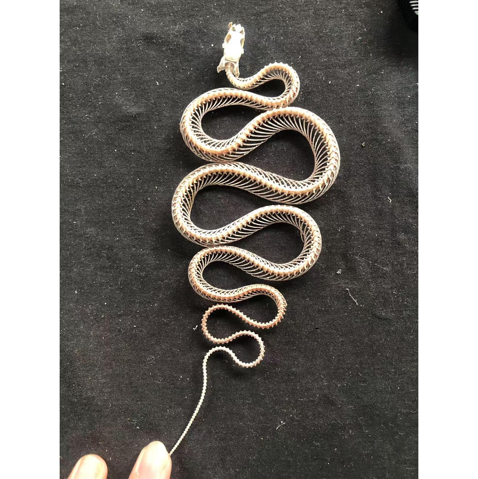 Modello di Scheletro di Serpente - tassidermia Vero Esemplare di Scheletro di Serpente - Forniture per tassidermia per l'educazione scientifica, Regali di Natale, Regalo Speciale