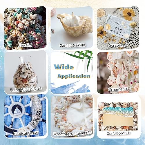 Miniatura 5 de WFPLUS Más de 200 unidades de conchas marinas mixtas de playa de océano, varios tamaños, conchas naturales de mar para pecera, decoración del hogar,