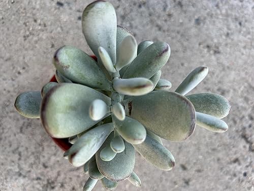 Miniatura 4 de Planta suculenta viva en maceta roja de 4 pulgadas, planta decorativa de interior para el hogar, pre-maceta con tierra, perfecta para decoración del