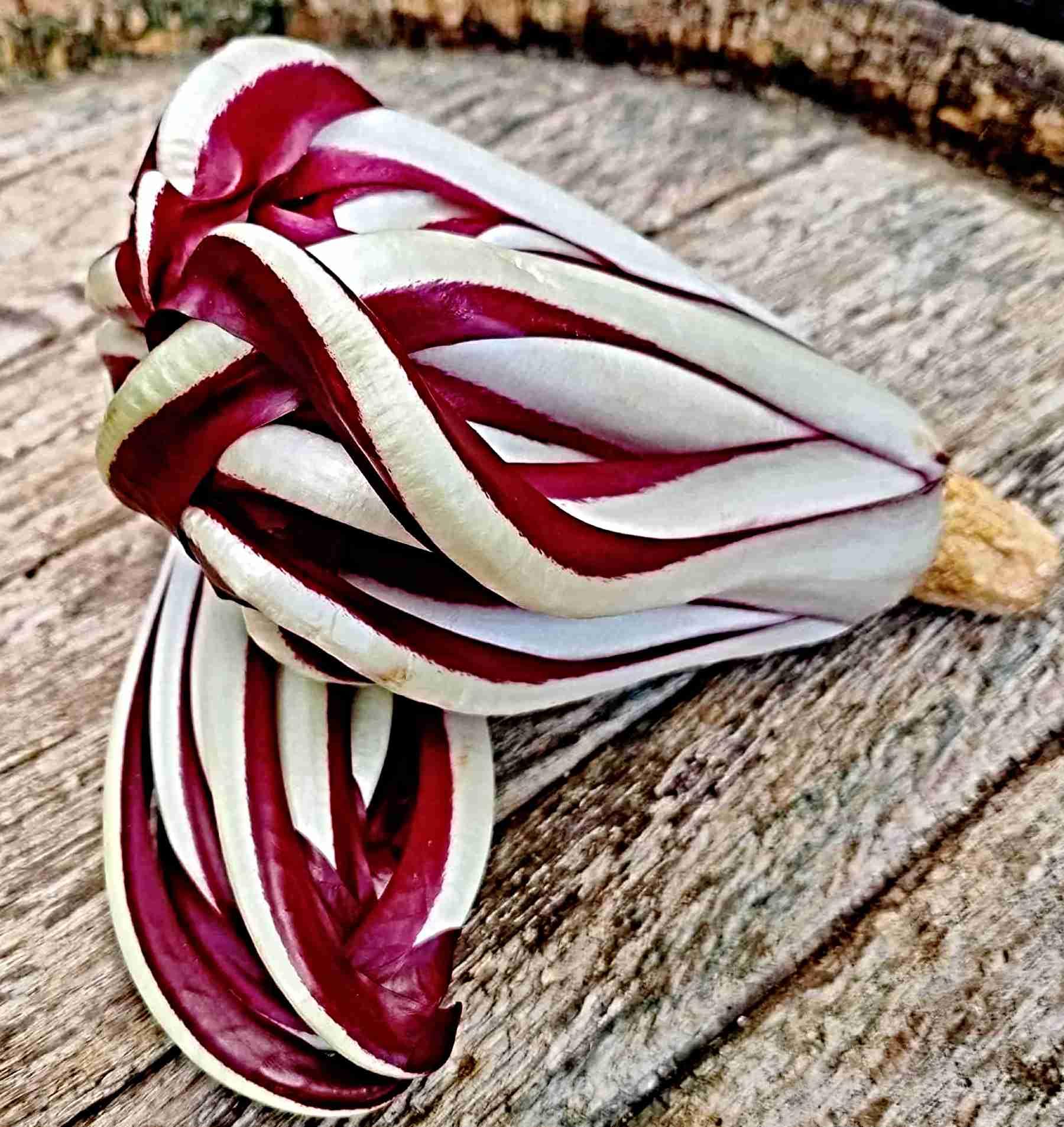Radicchio Rossa di Treviso Samen, roter Chicoree (100.000 Samen)