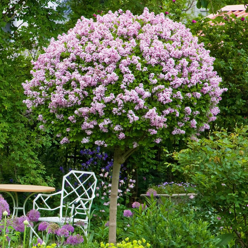 YouGarden Pair of Standard Lilac Tree Syringa 'Palibin' 90-120cm Tall in 3 Litre Pots, Potted Trees, Shrubs for Gardens or Patios