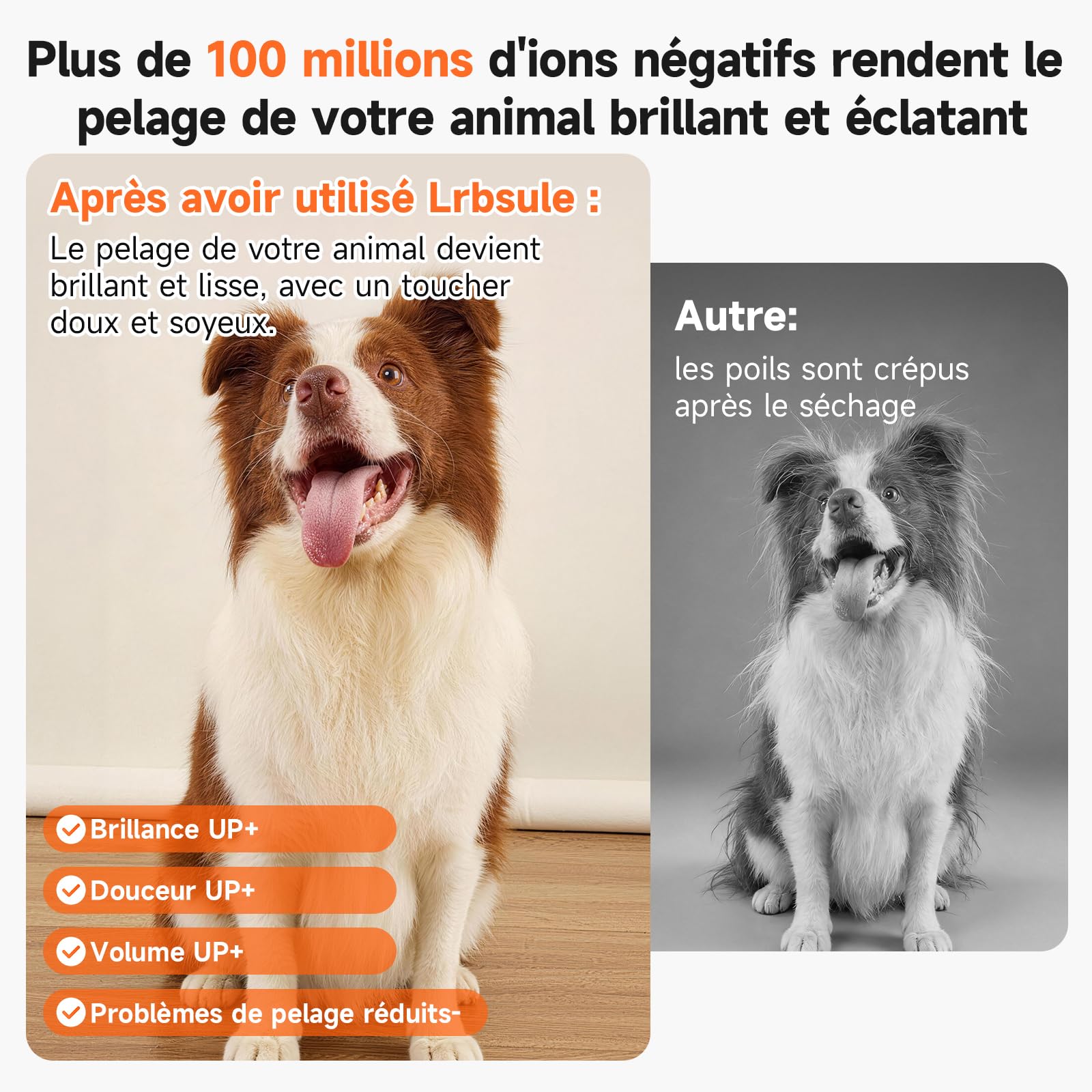 Séchoir chien 2200W, ions négatifs | 4 moteurs, 110 000 tr/min, 3 vitesses/4 températures, 3 buses, anti-surchauffe
