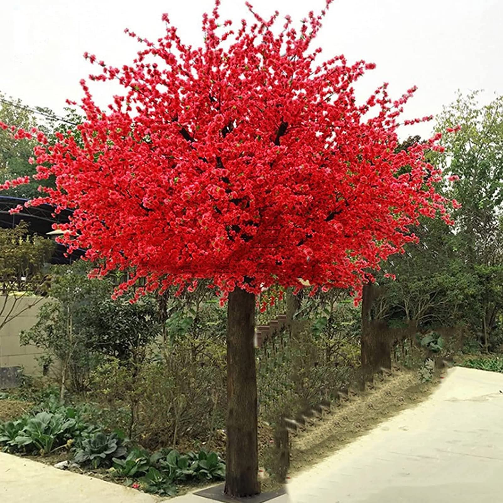 Red Japanese Cherry Blossom Tree