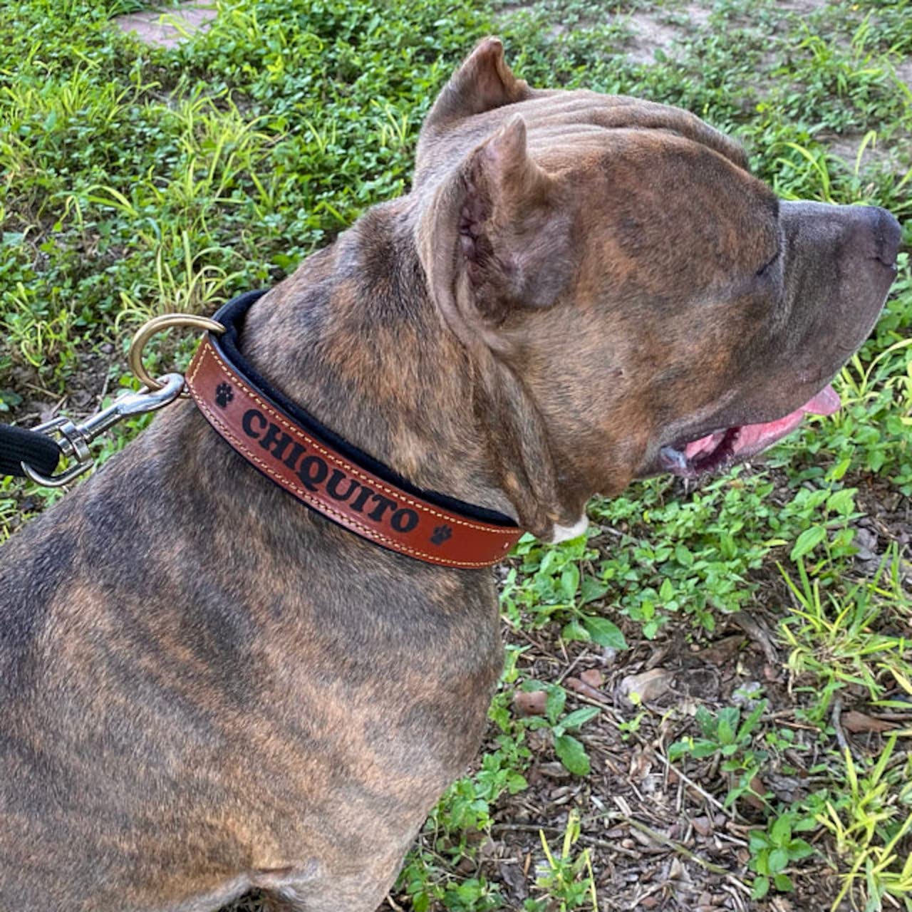 Pawficer - Collar de perro de cuero grueso y acolchado suave personalizado con nombre grabado, cuero verde con acolchado de gamuza negra (L: 17-20 pulgadas, verde, con nombre grabado)