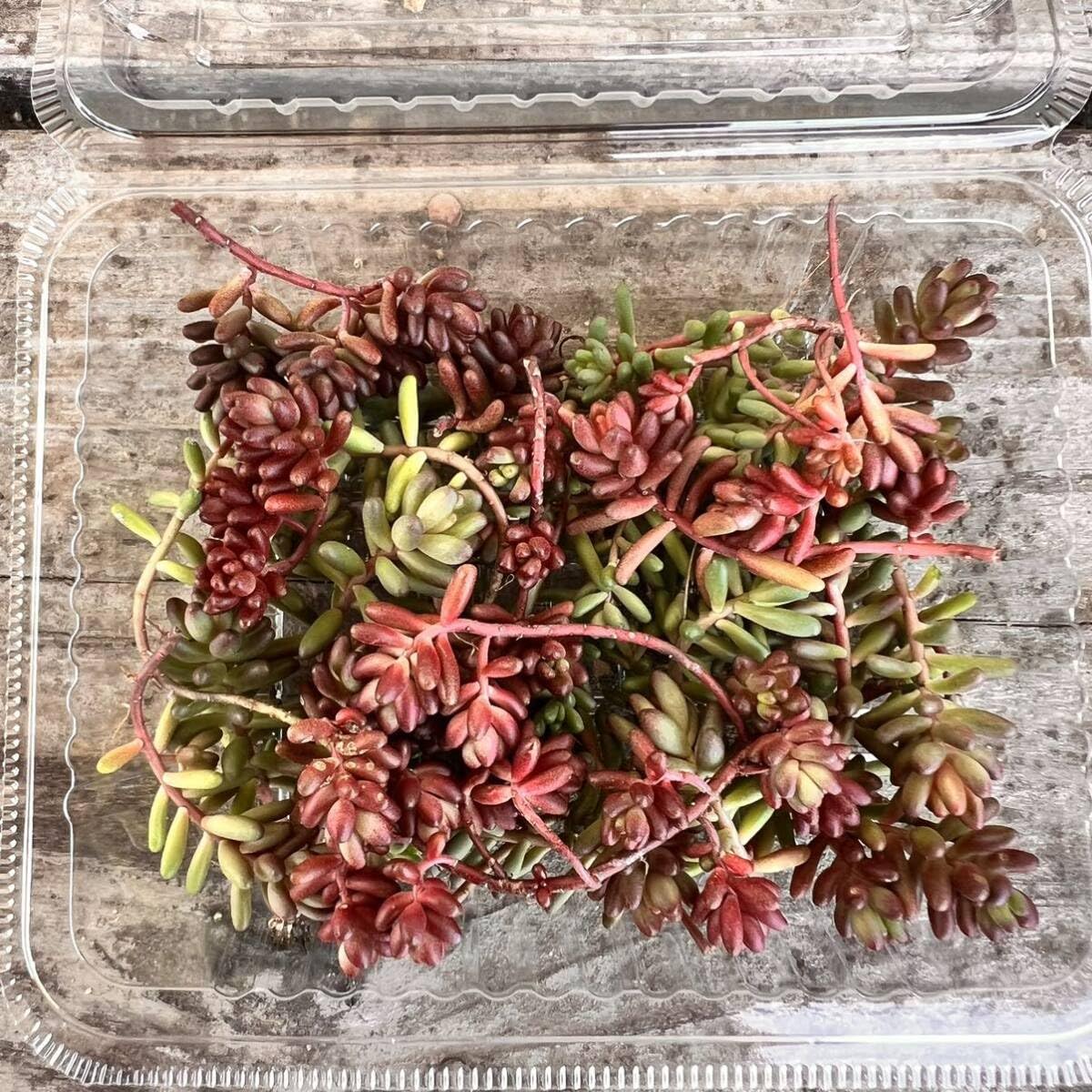 Amazon.co.jp: セダム ベッラデインベルノカット苗1パック分多肉植物