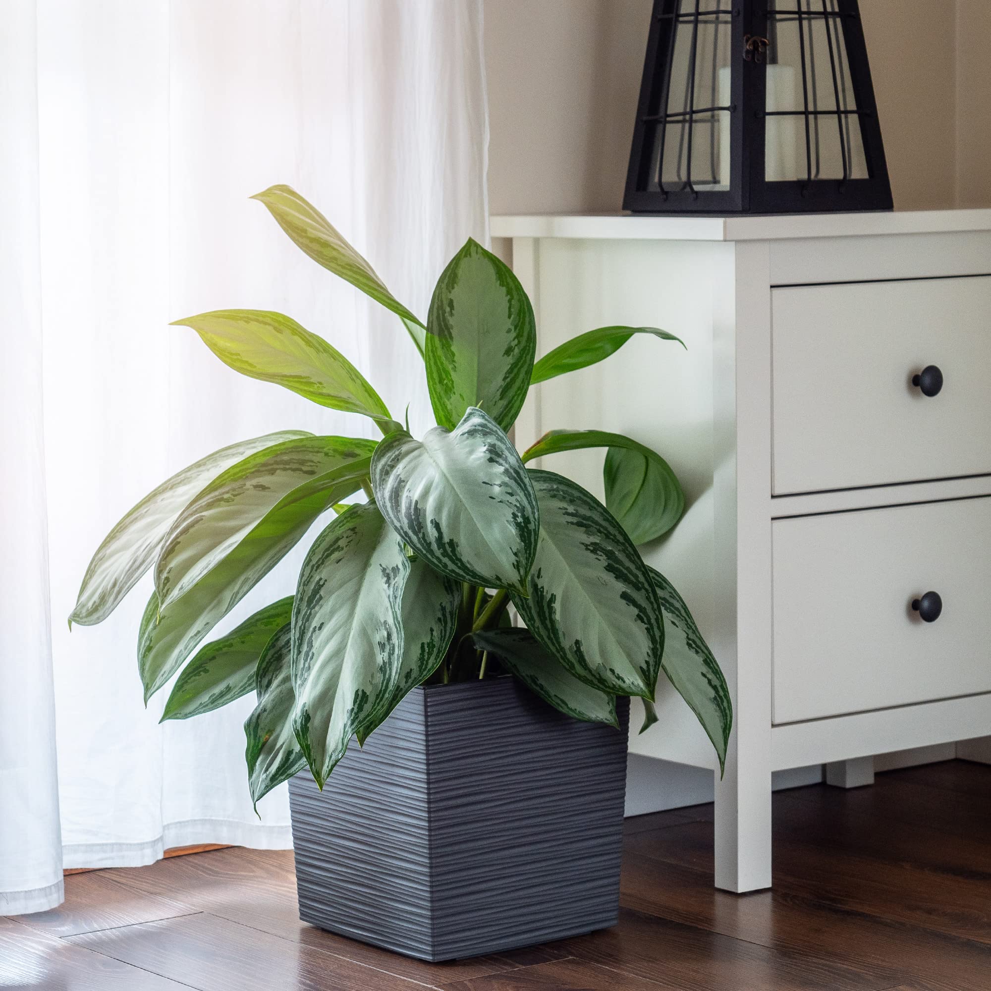 Maceta KADAX de plástico, maceta de jardín resistente a la intemperie para balcón, terraza, interior, maceta ligera con inserto, macetero para plantas y flores (Gris, Altura: 30 cm)