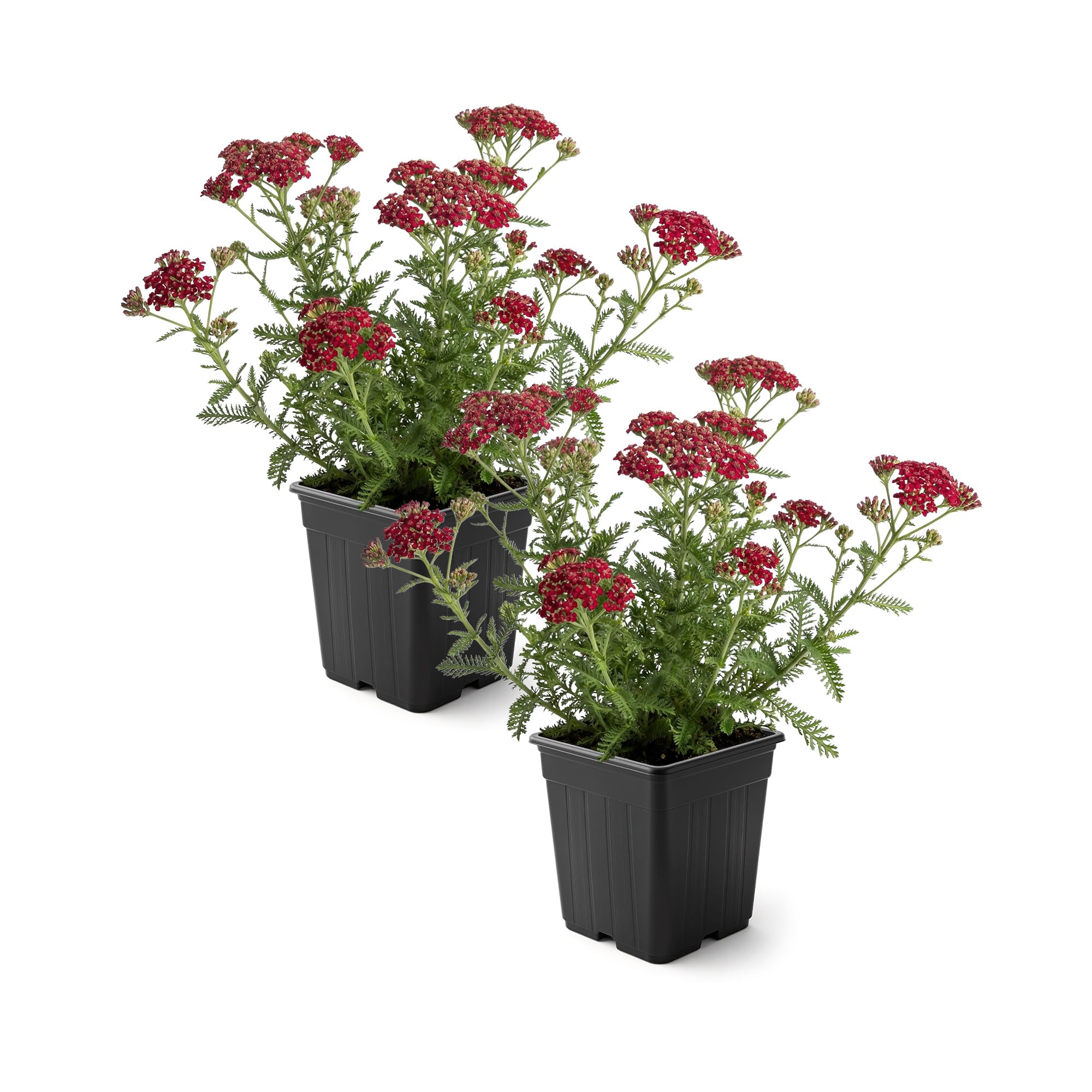 Live Achillea Yarrow 2-Pack