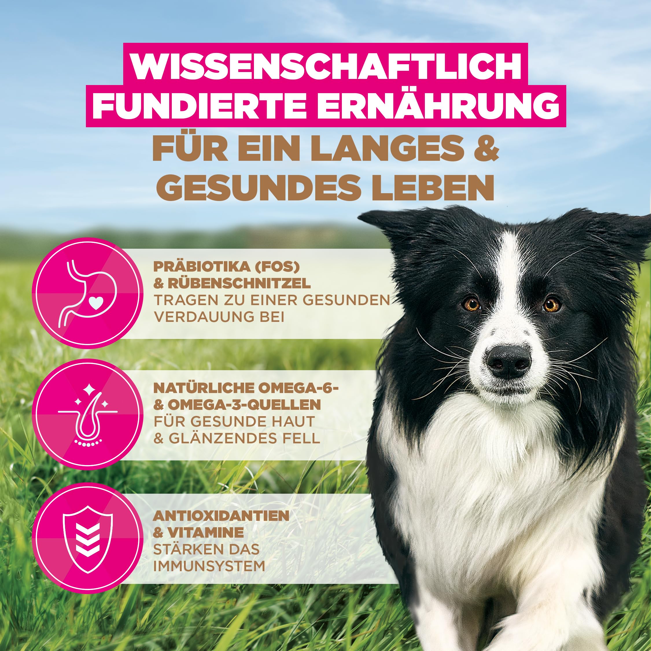 Eukanuba Hundefutter getreidefrei mit Huhn für kl. & mittlere Rassen, 12kg | Premium Trockenfutter | mit frischem Huhn | ohne Getreide | für ausgewachsene Hunde